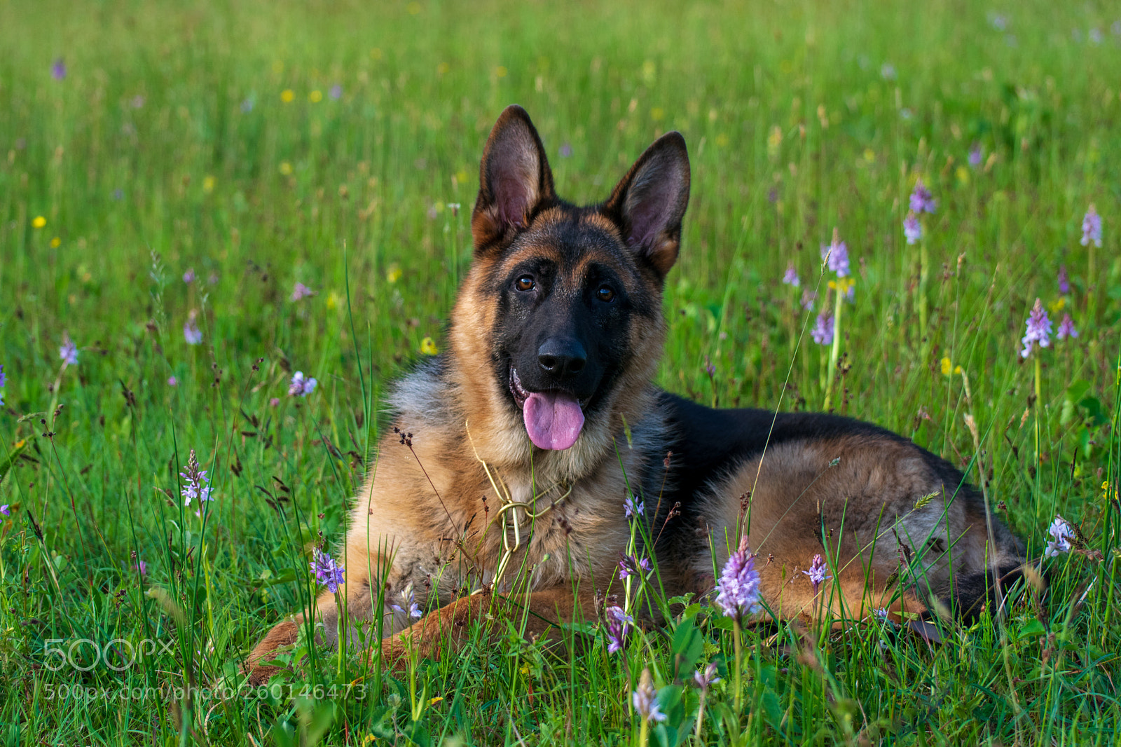 Nikon D5300 sample photo. Taco between wild orchids photography