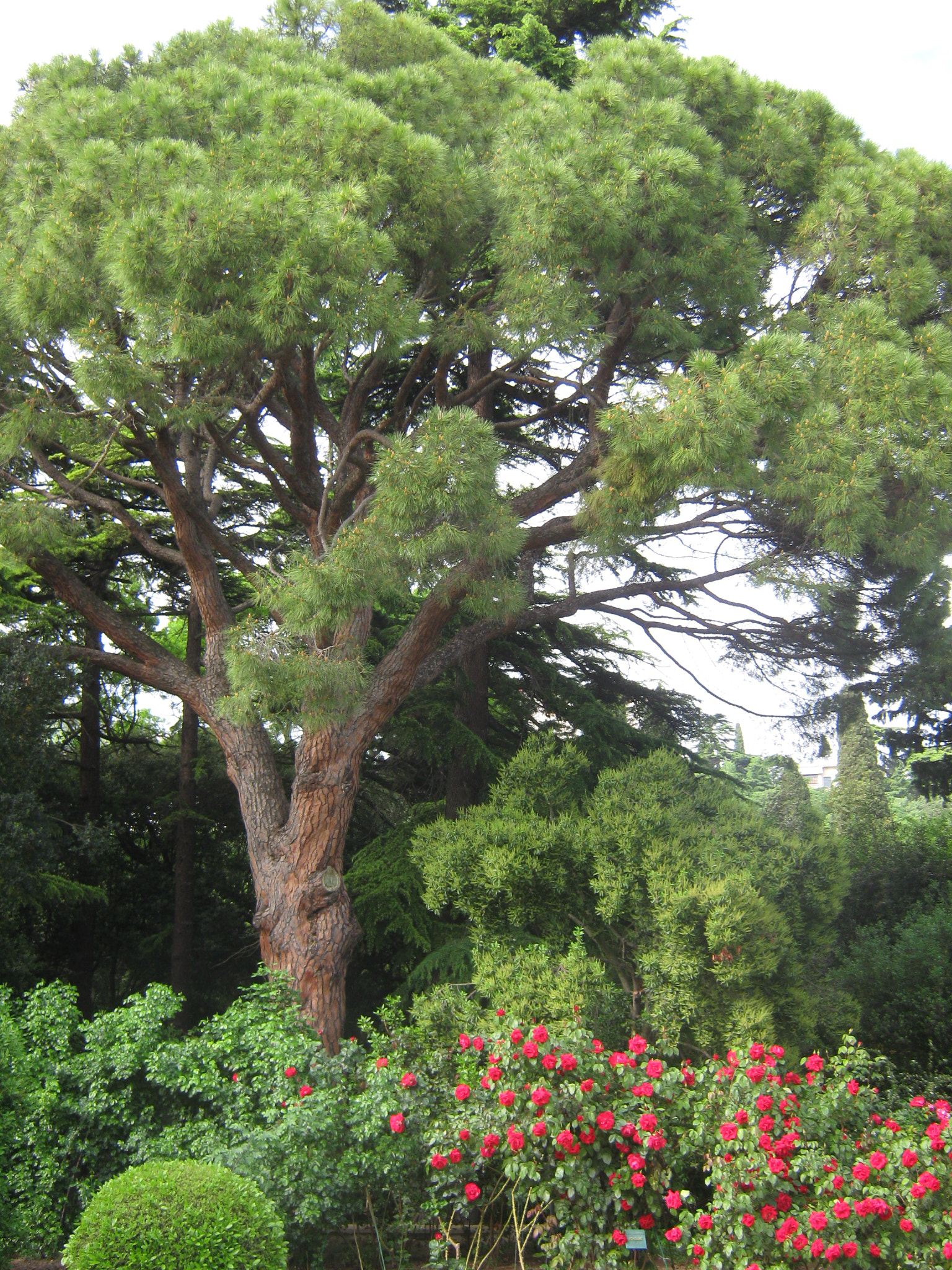 Canon PowerShot A470 sample photo. Img photography
