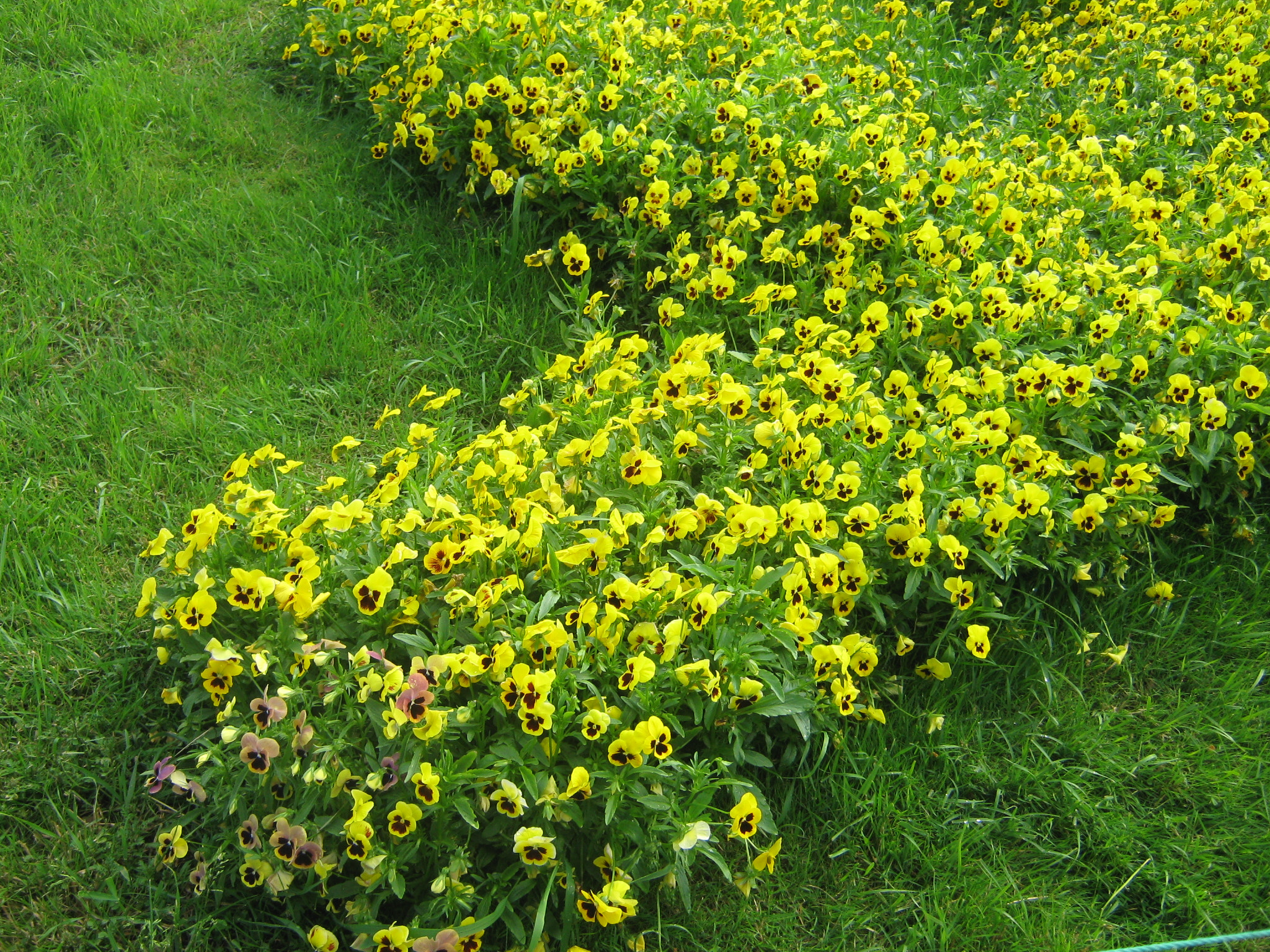 Canon PowerShot A470 sample photo. Img photography