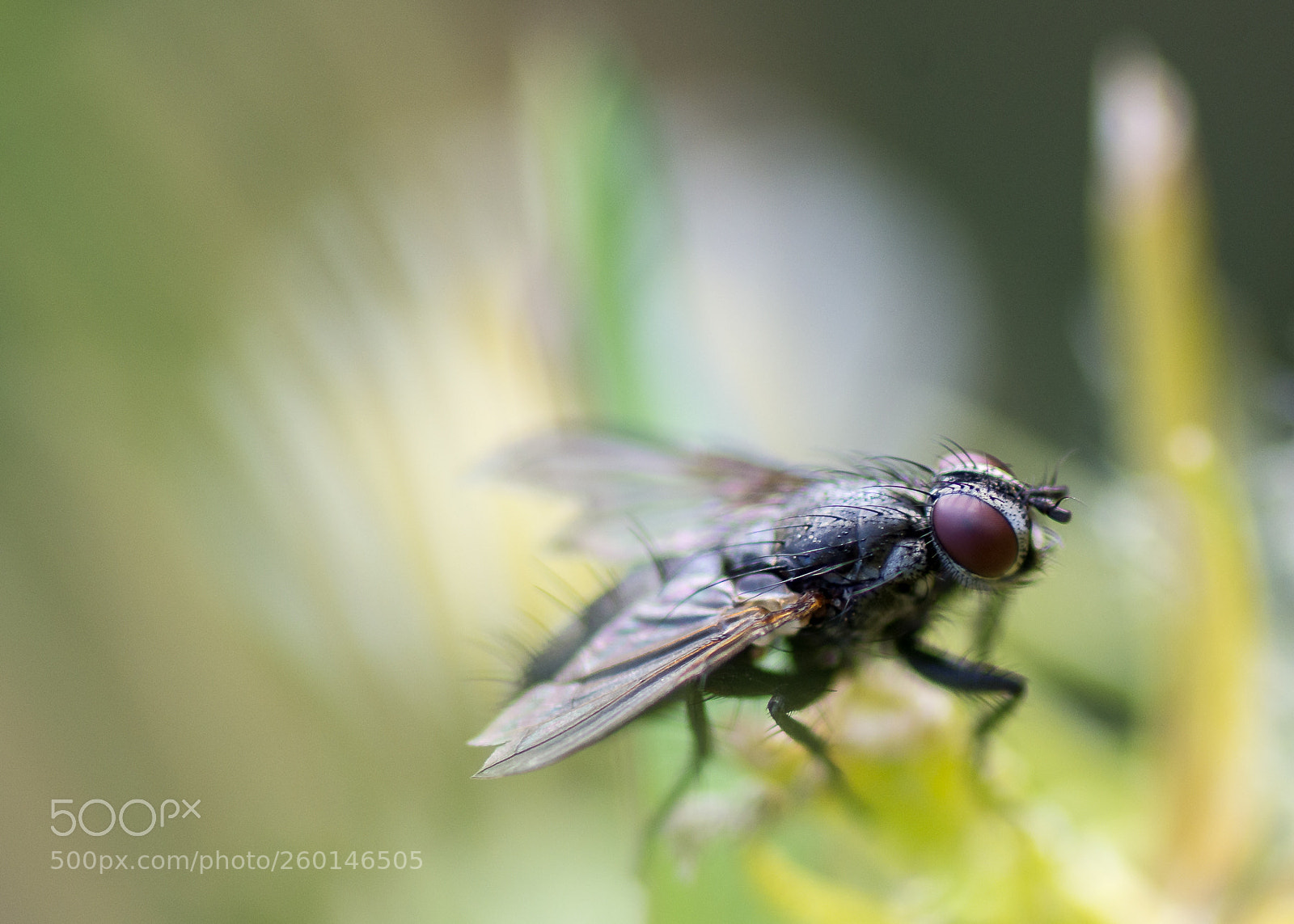 Pentax K-5 sample photo. Untitled photography
