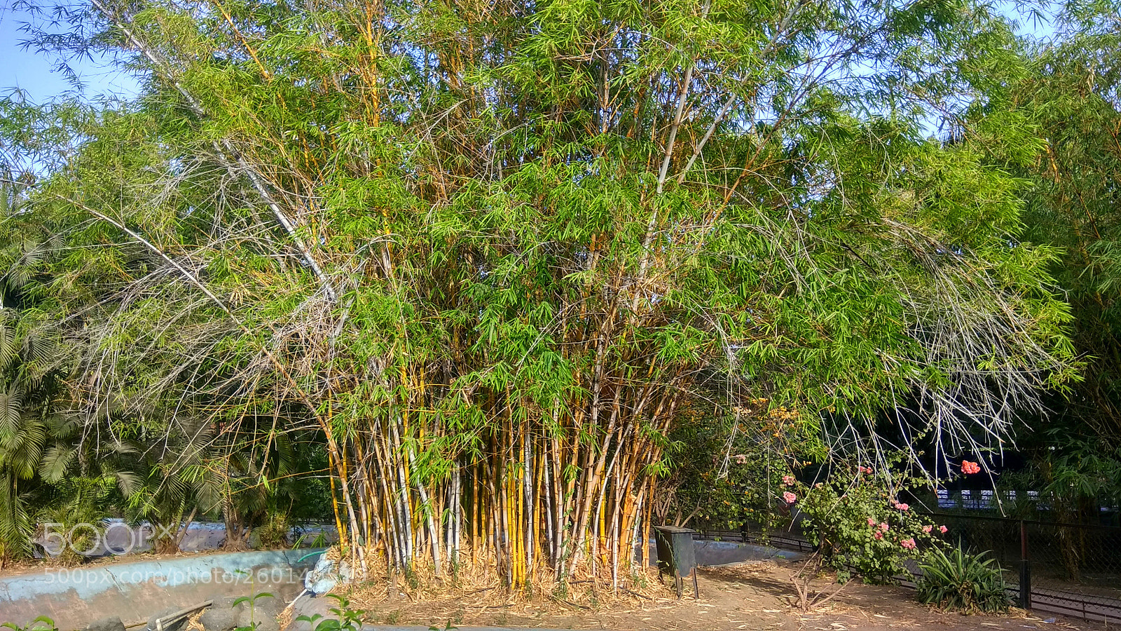 Xiaomi Redmi Note 4 sample photo. Gk photography