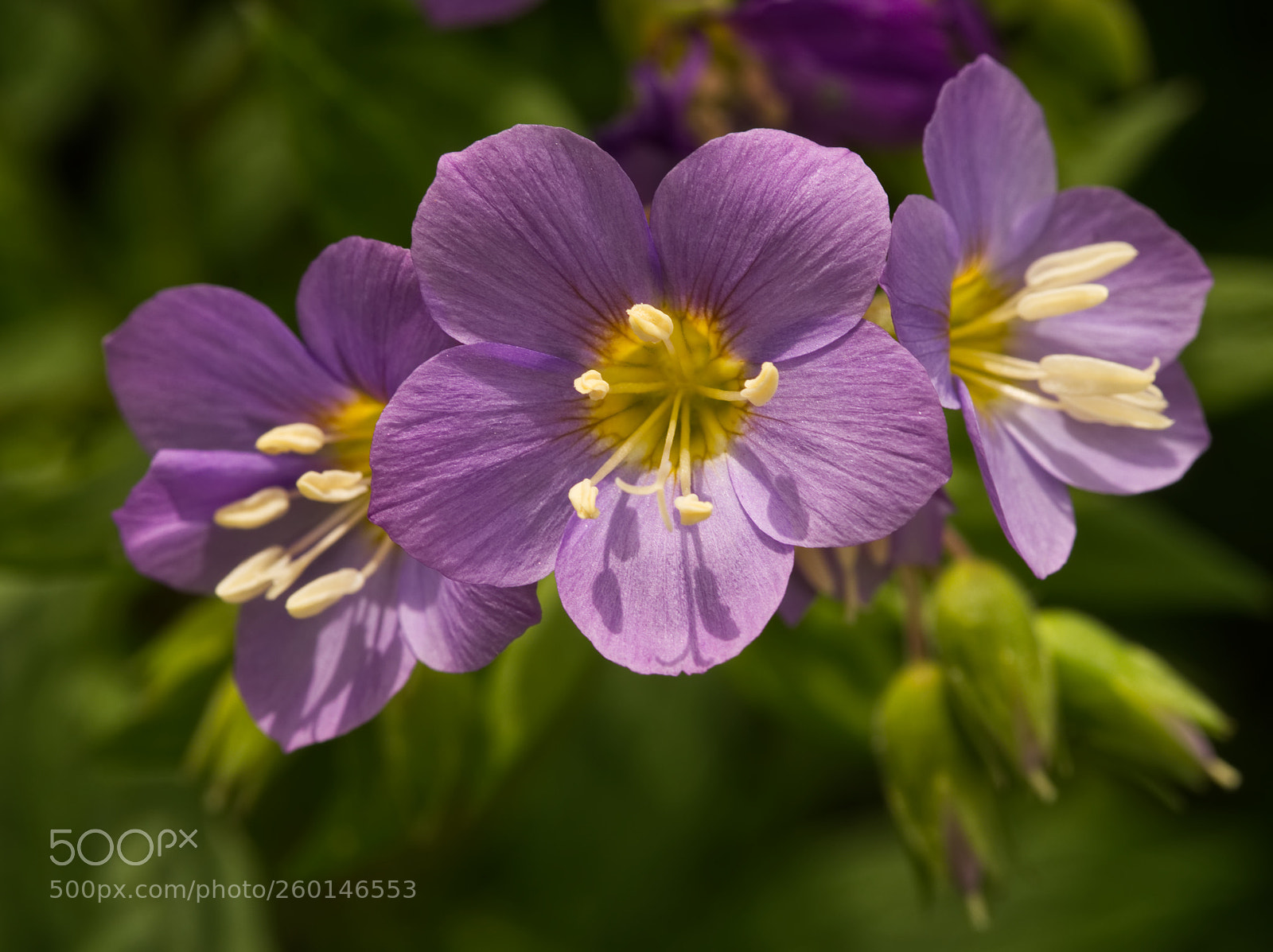 Olympus OM-D E-M5 II sample photo. Polemonium flowers photography