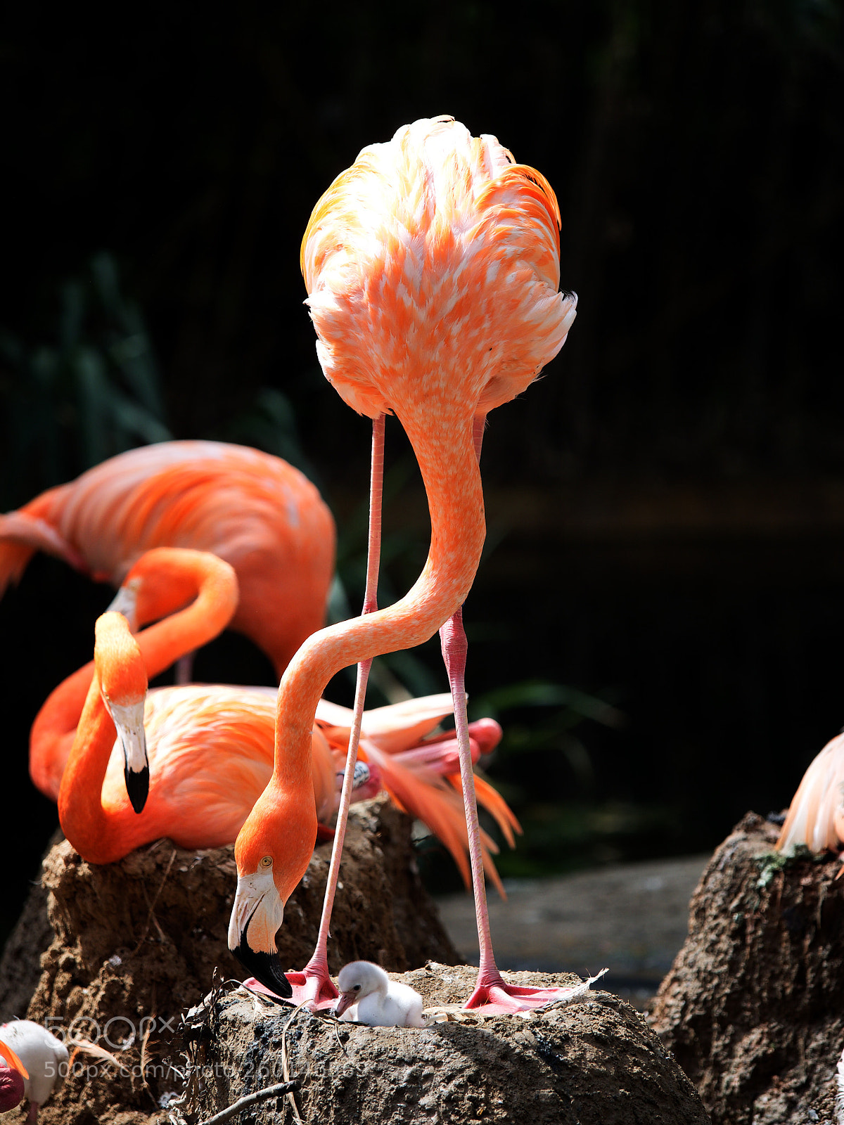 Olympus OM-D E-M5 II sample photo. Polluelos de flamencos photography