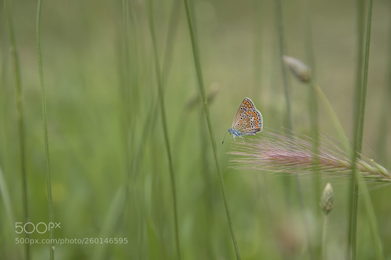 Canon EOS 6D Mark II sample photo. Butterfly photography