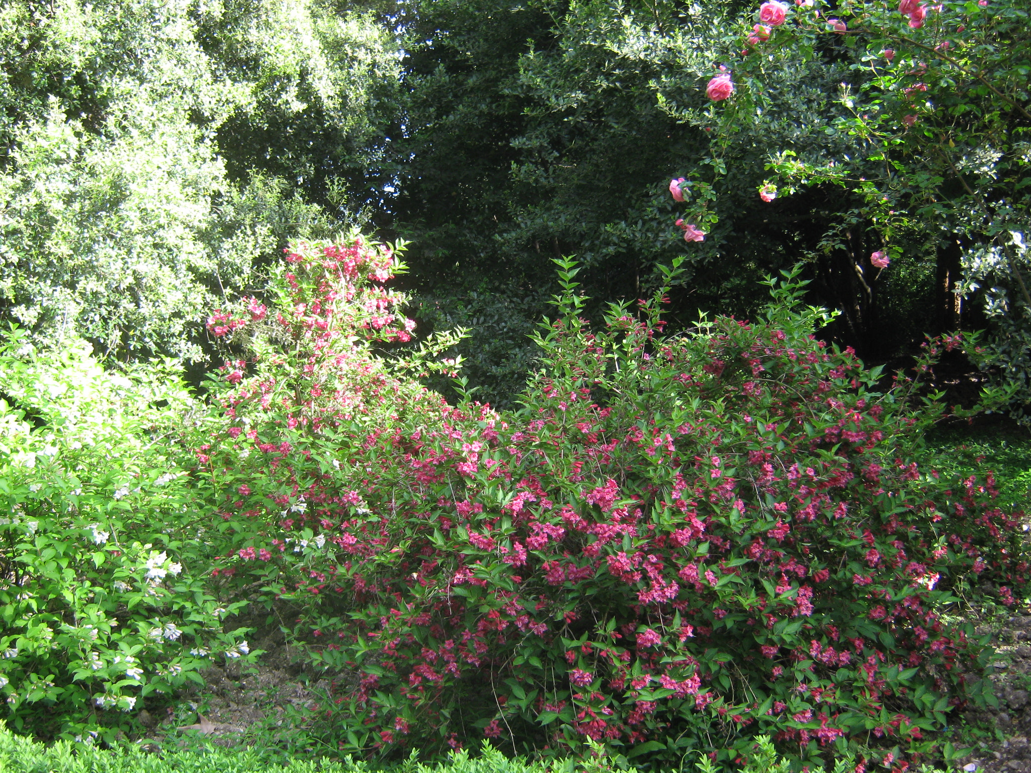 Canon PowerShot A470 sample photo. Img photography