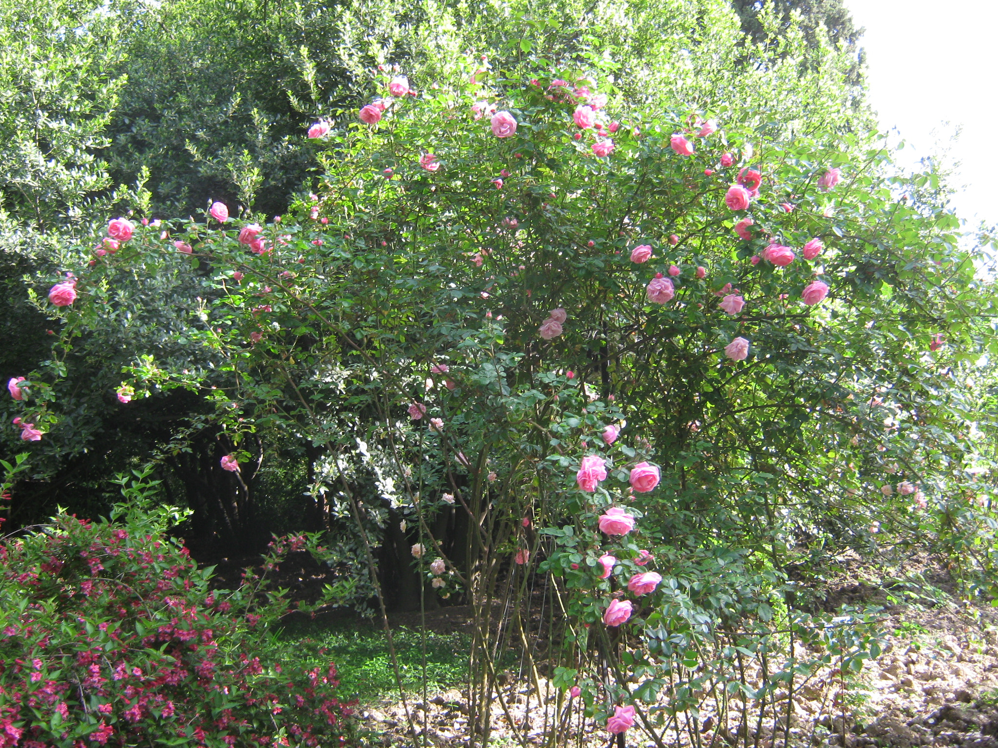 Canon PowerShot A470 sample photo. Img photography