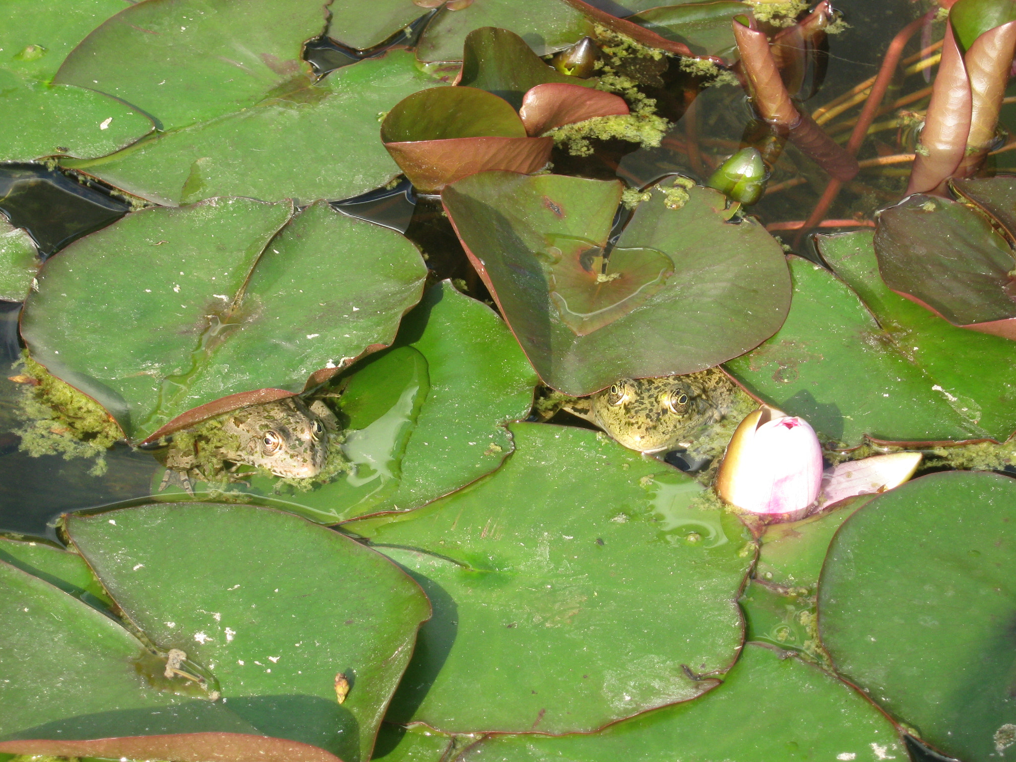 Canon PowerShot A470 sample photo. Img photography