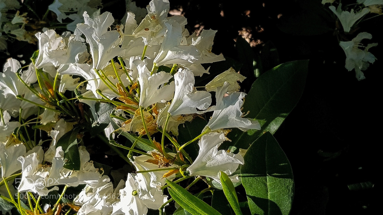 Samsung Galaxy S8 sample photo. White rhododendron in bloom. photography