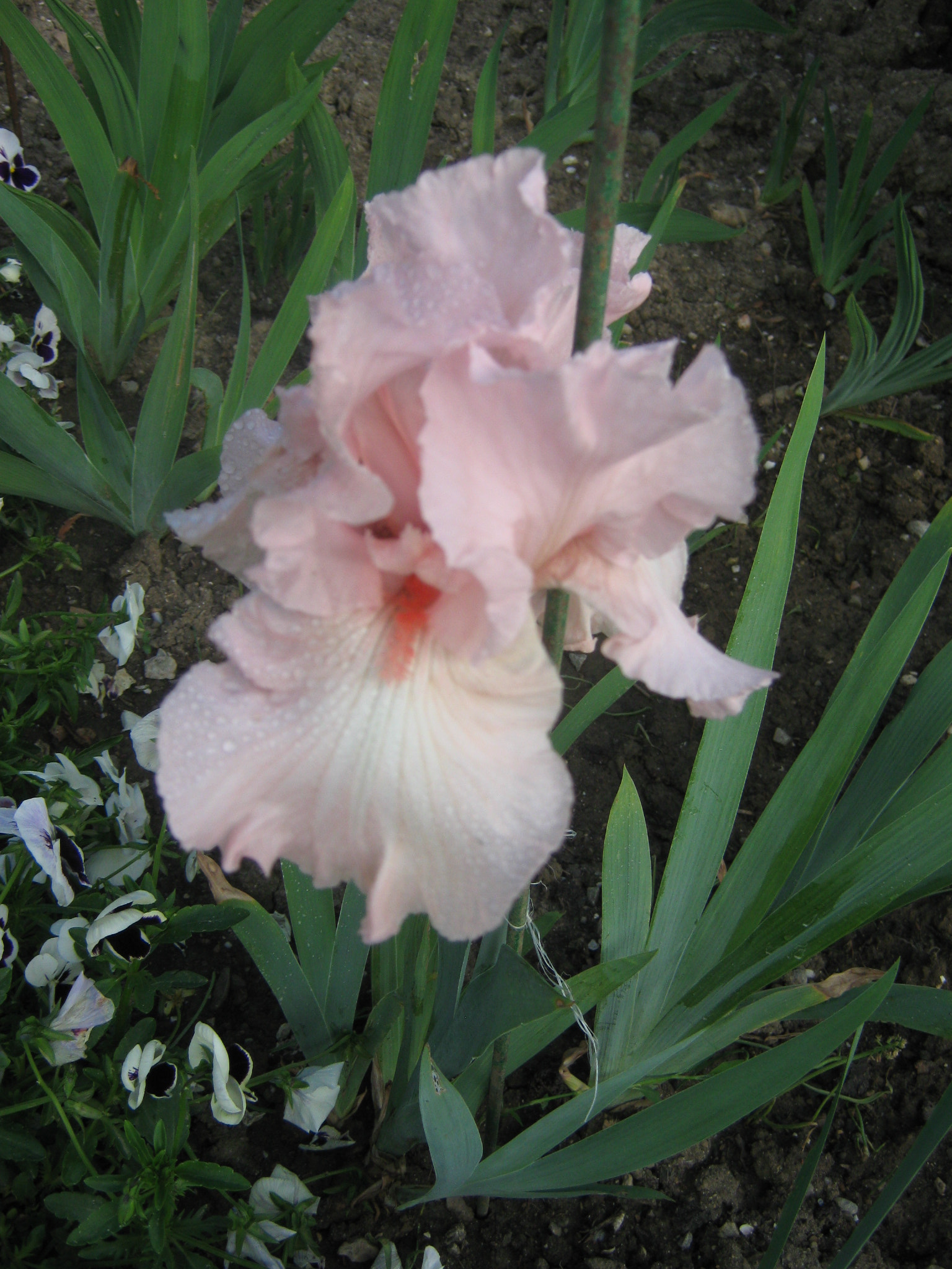 Canon PowerShot A470 sample photo. Img photography