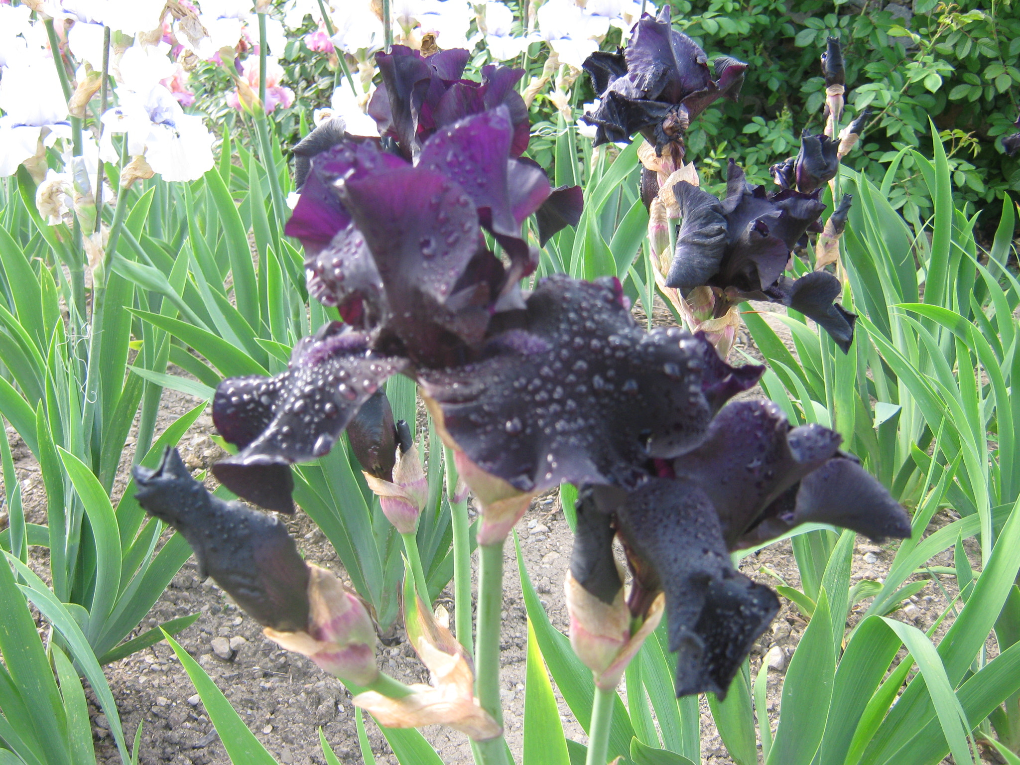 Canon PowerShot A470 sample photo. Img photography