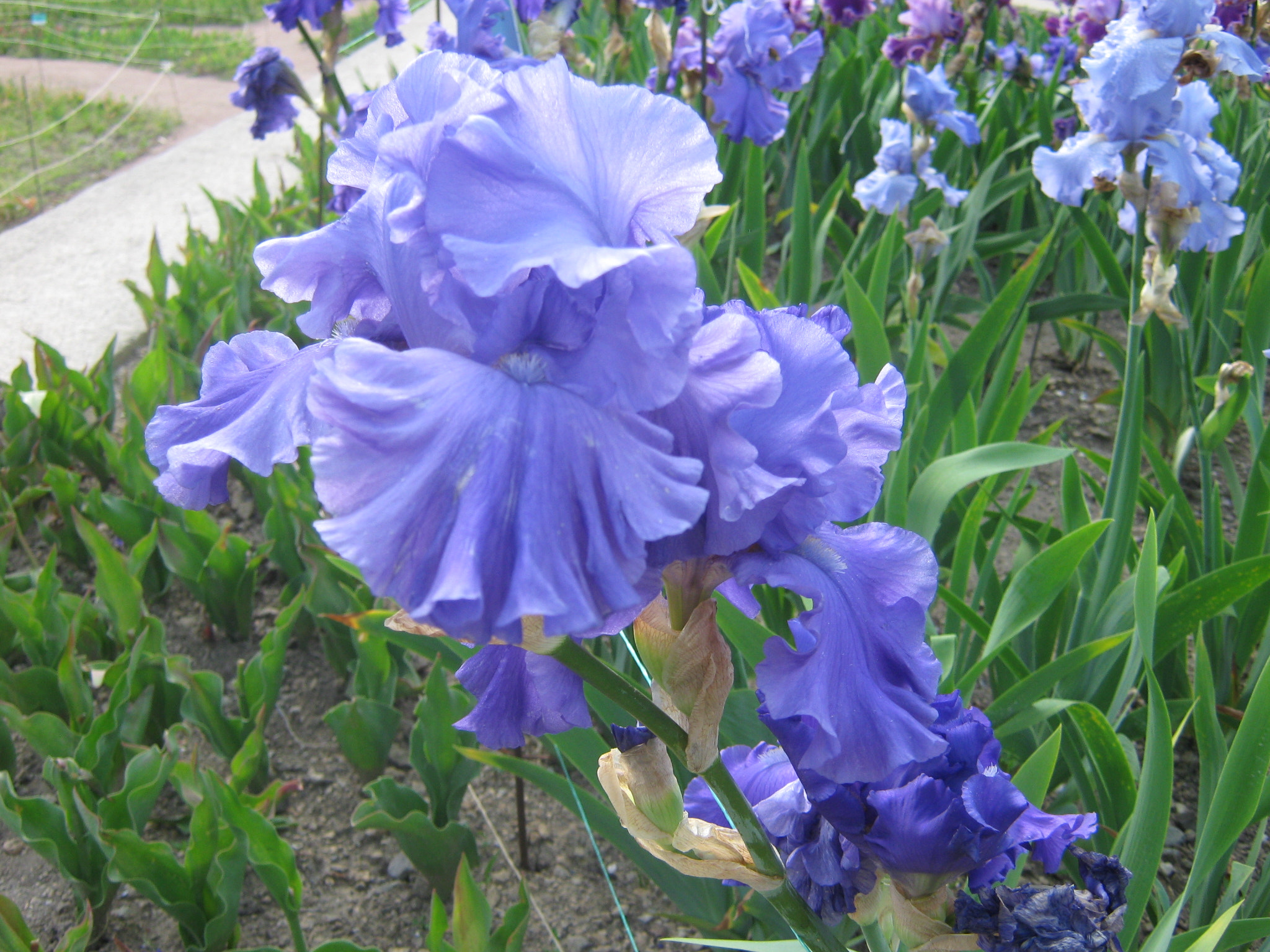 Canon PowerShot A470 sample photo. Img photography