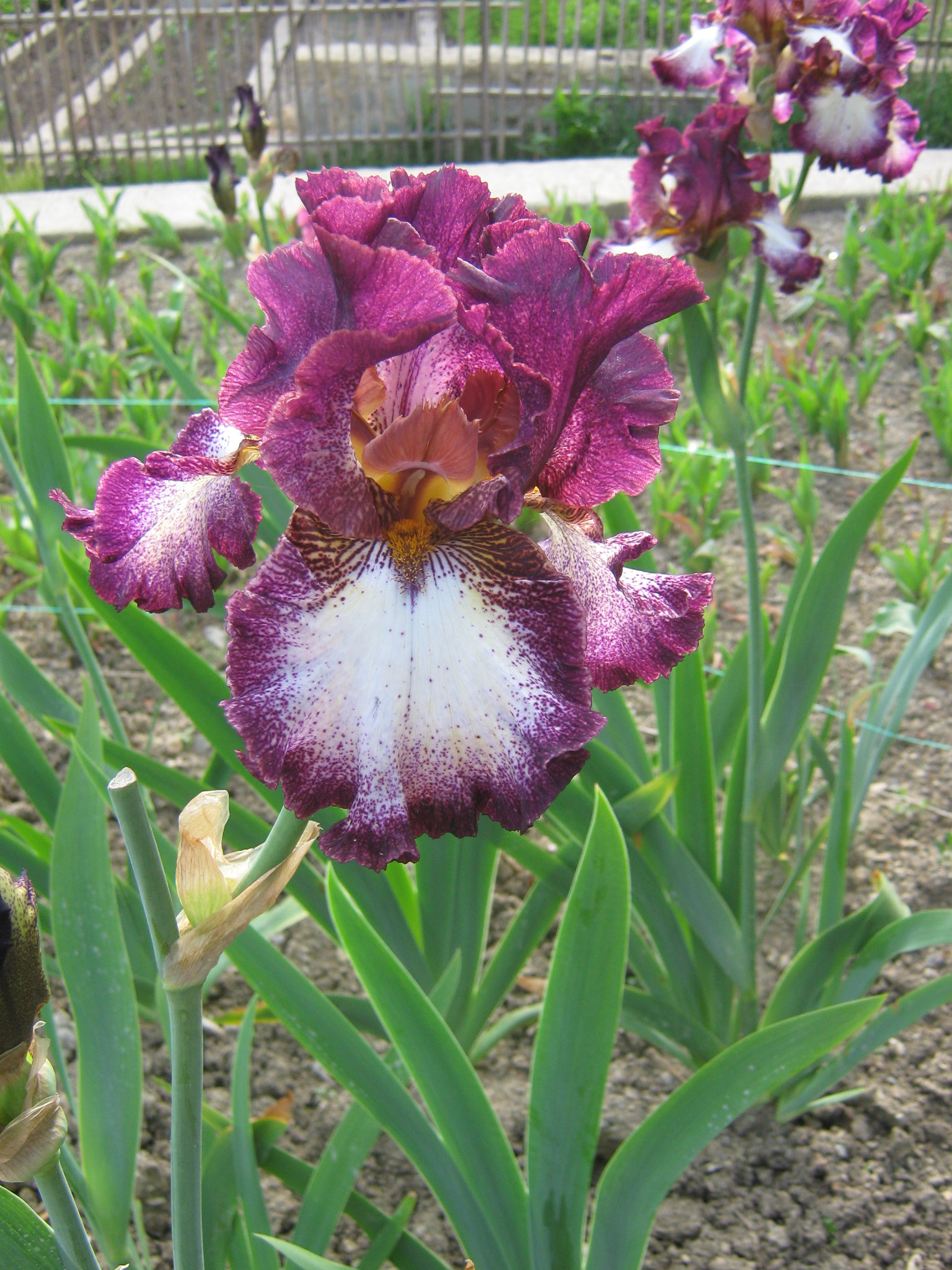 Canon PowerShot A470 sample photo. Img photography