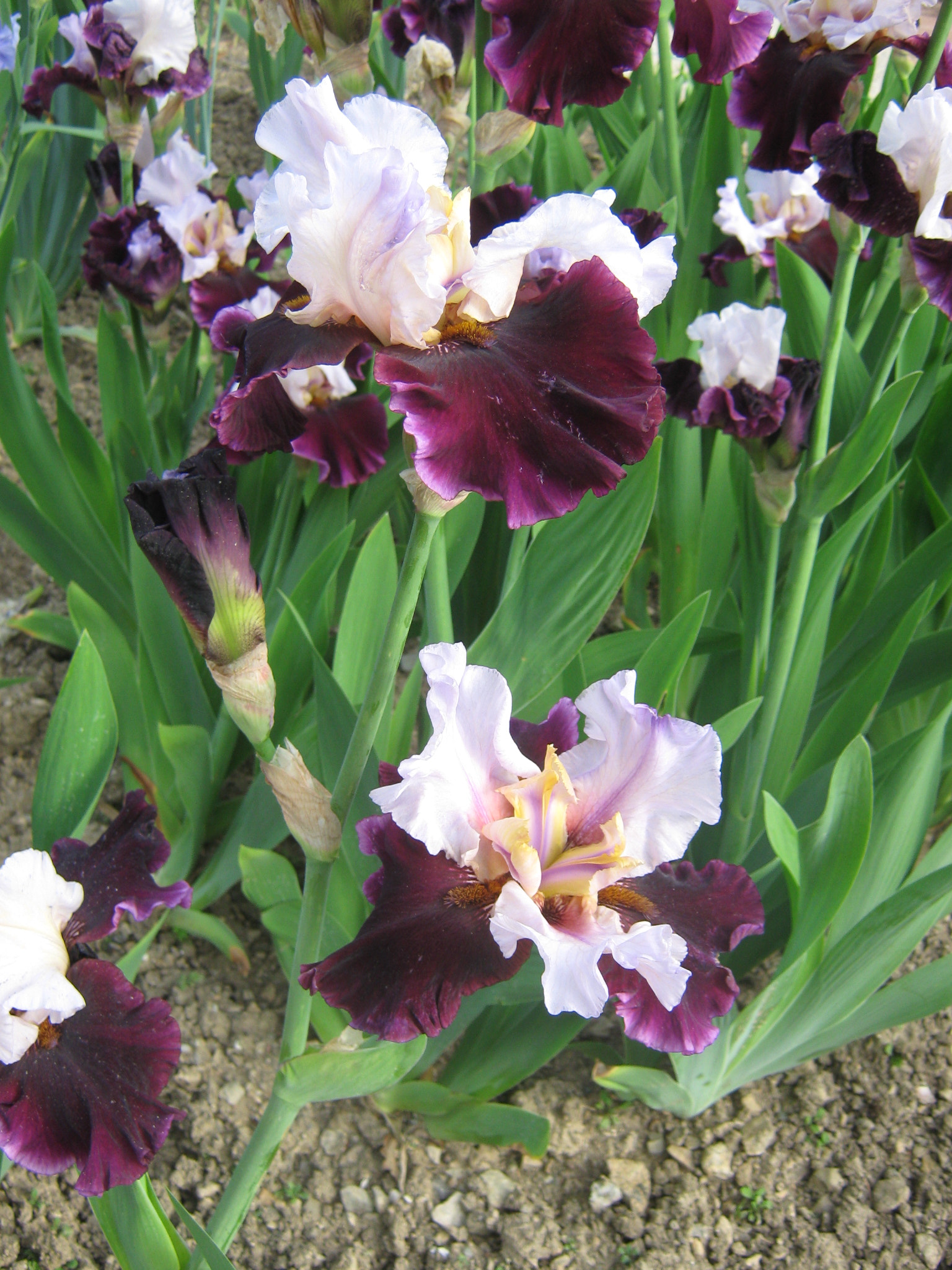 Canon PowerShot A470 sample photo. Img photography