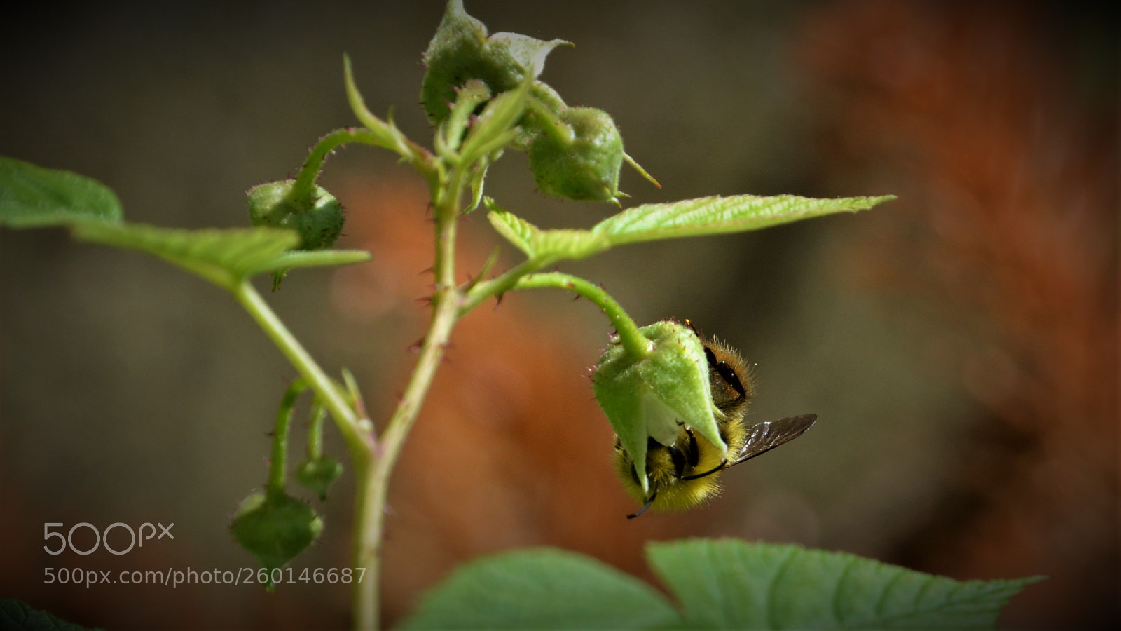 Nikon D3200 sample photo. Abeille en plein travail photography