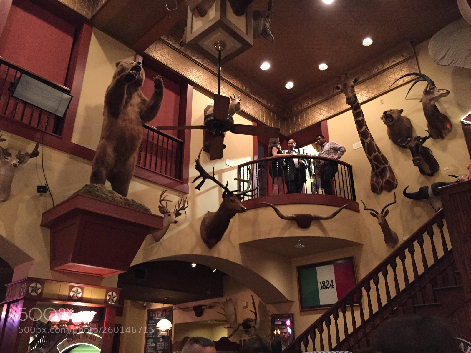 Apple iPhone 6 sample photo. Animal.img photography