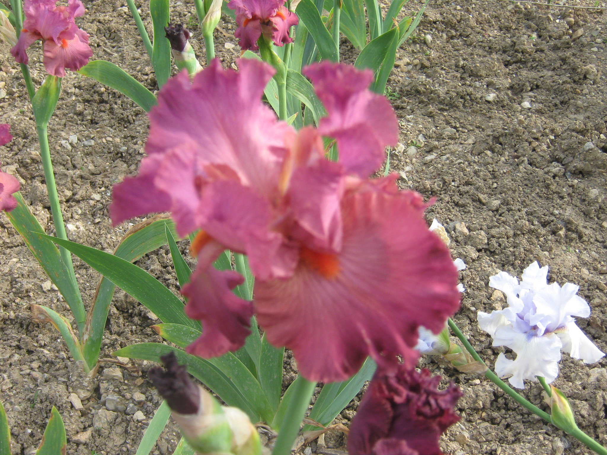 Canon PowerShot A470 sample photo. Img photography