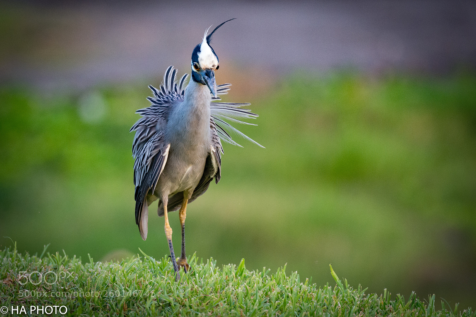 Nikon D800 sample photo. Yellow-crowned night heron photography