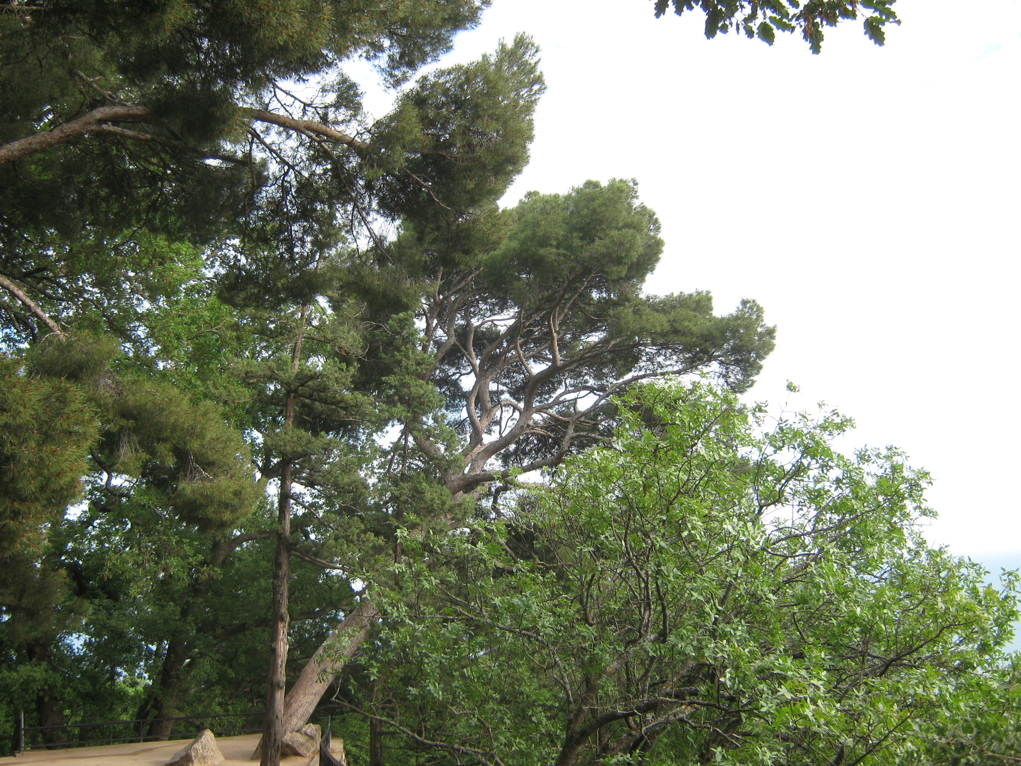 Canon PowerShot A470 sample photo. Img photography