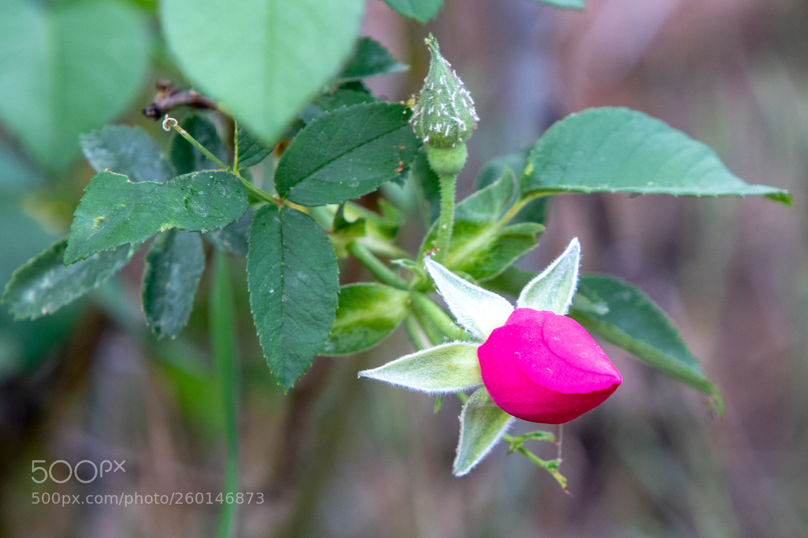 Canon EOS 7D Mark II sample photo. Feed me photography