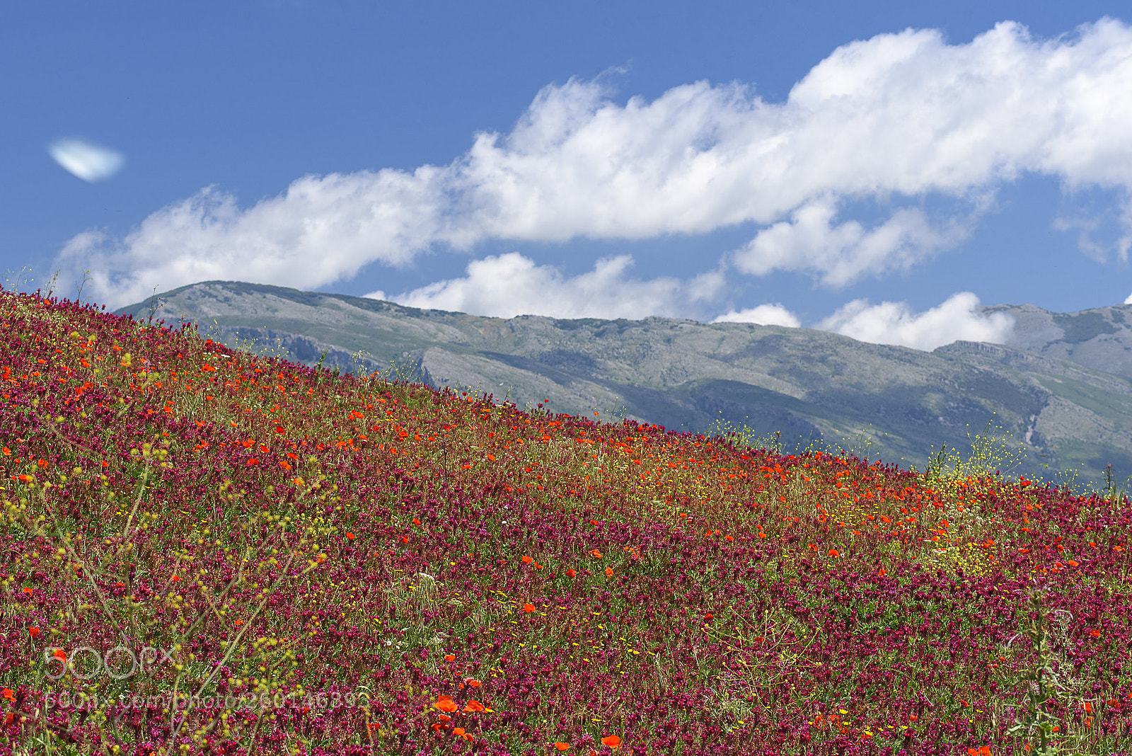 Nikon D750 sample photo. Mediterranean flowerpower #1 photography