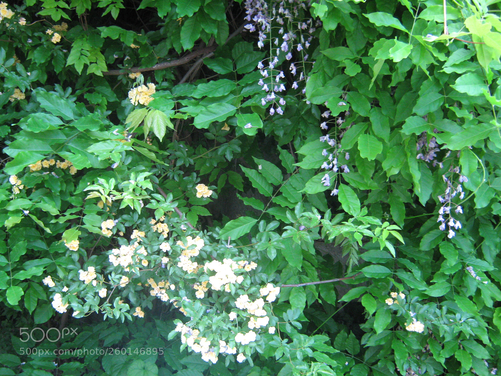 Canon PowerShot A470 sample photo. Img photography