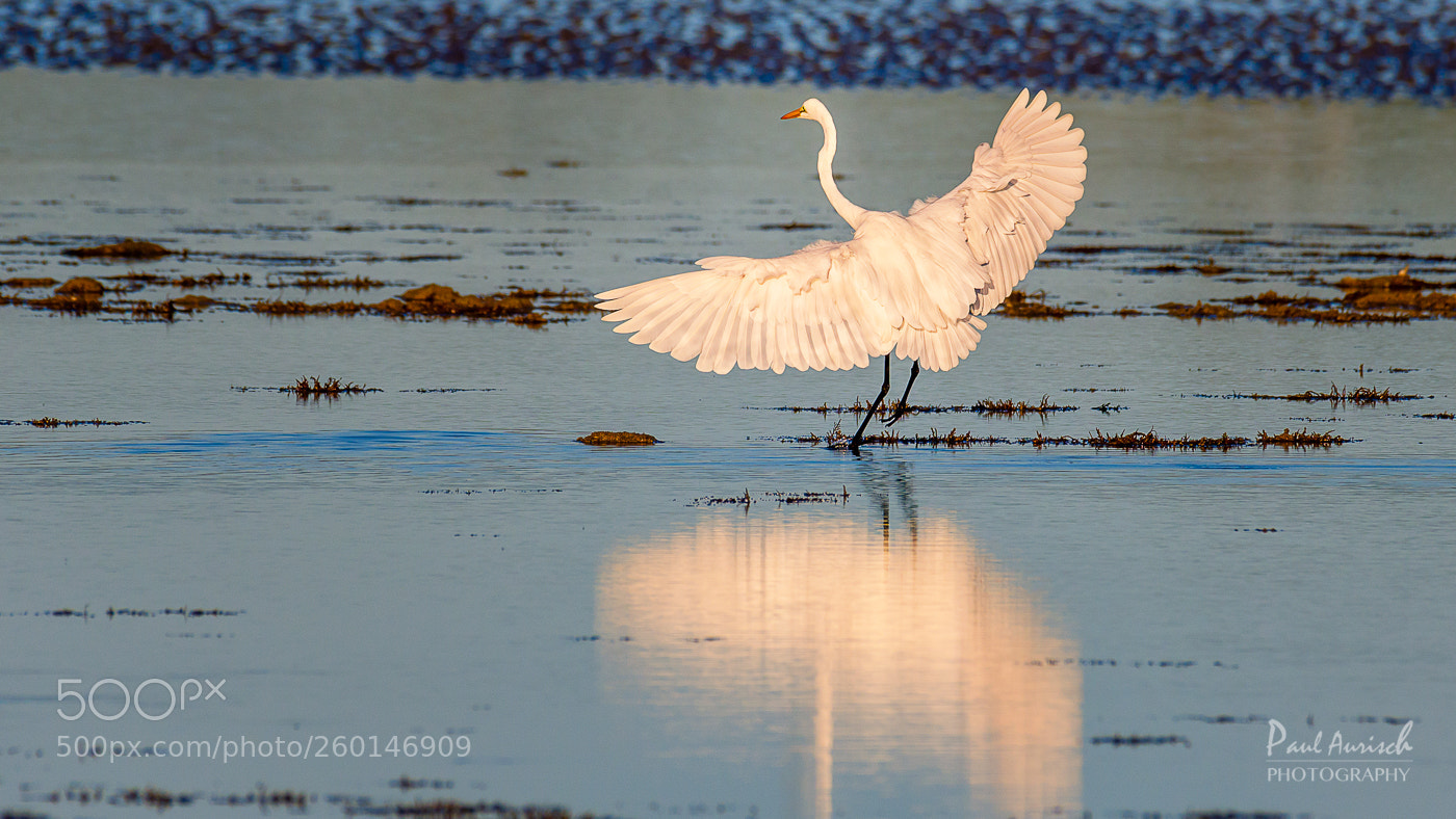 Nikon D500 sample photo. Great egret photography