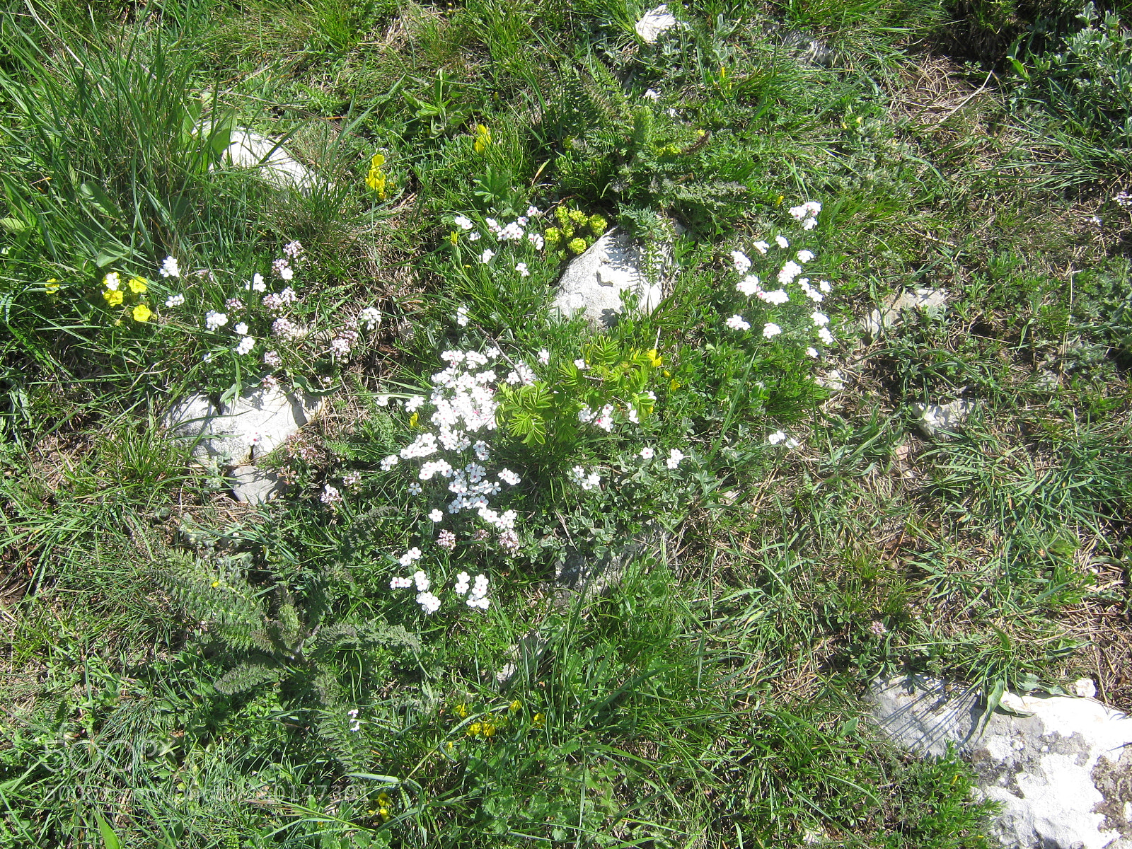 Canon PowerShot A470 sample photo. Img photography