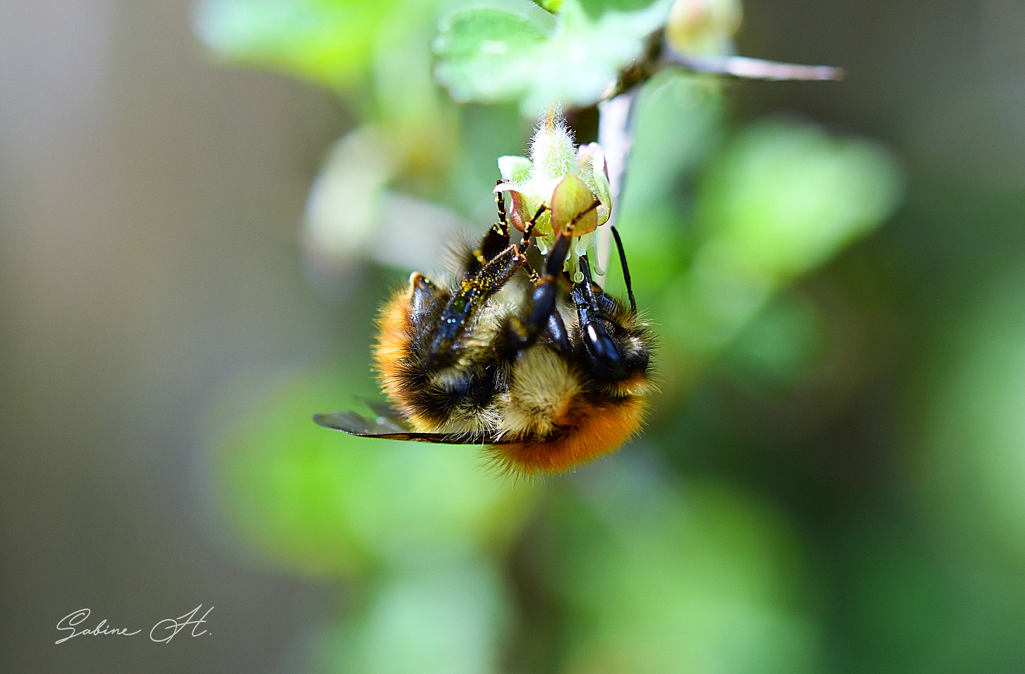 Sigma 105mm F2.8 EX DG OS HSM sample photo. Hummel photography