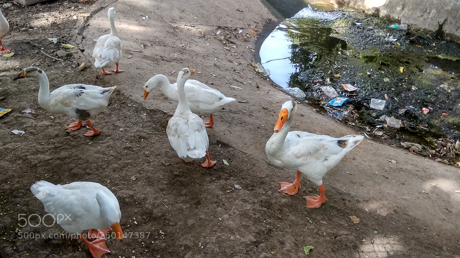 Xiaomi Redmi Note 4 sample photo. Gk photography