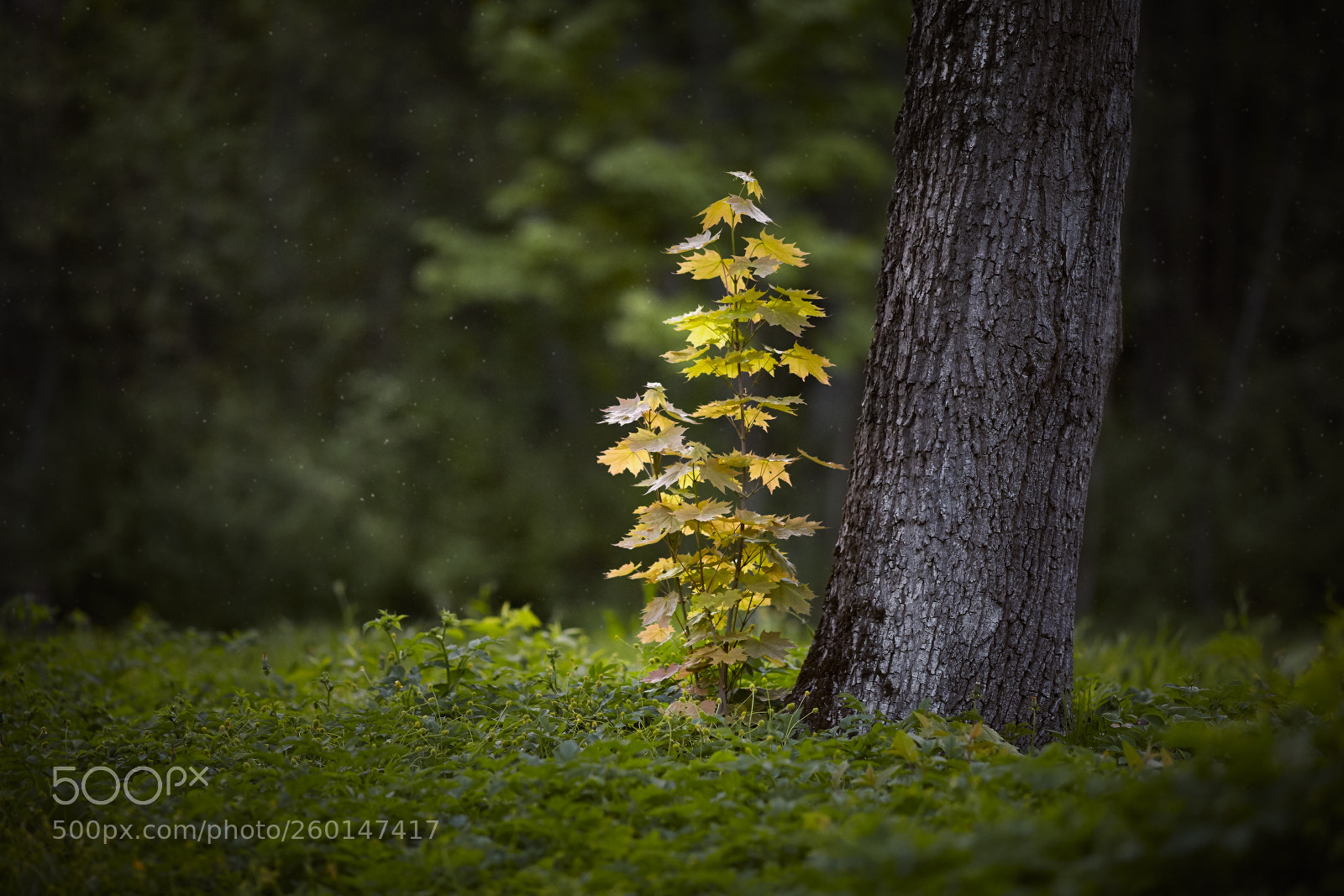 Canon EOS 5D Mark II sample photo. Little maple photography