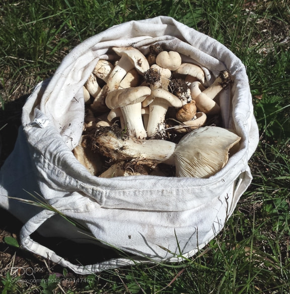 Samsung Galaxy S4 sample photo. Calocybe gambosa photography