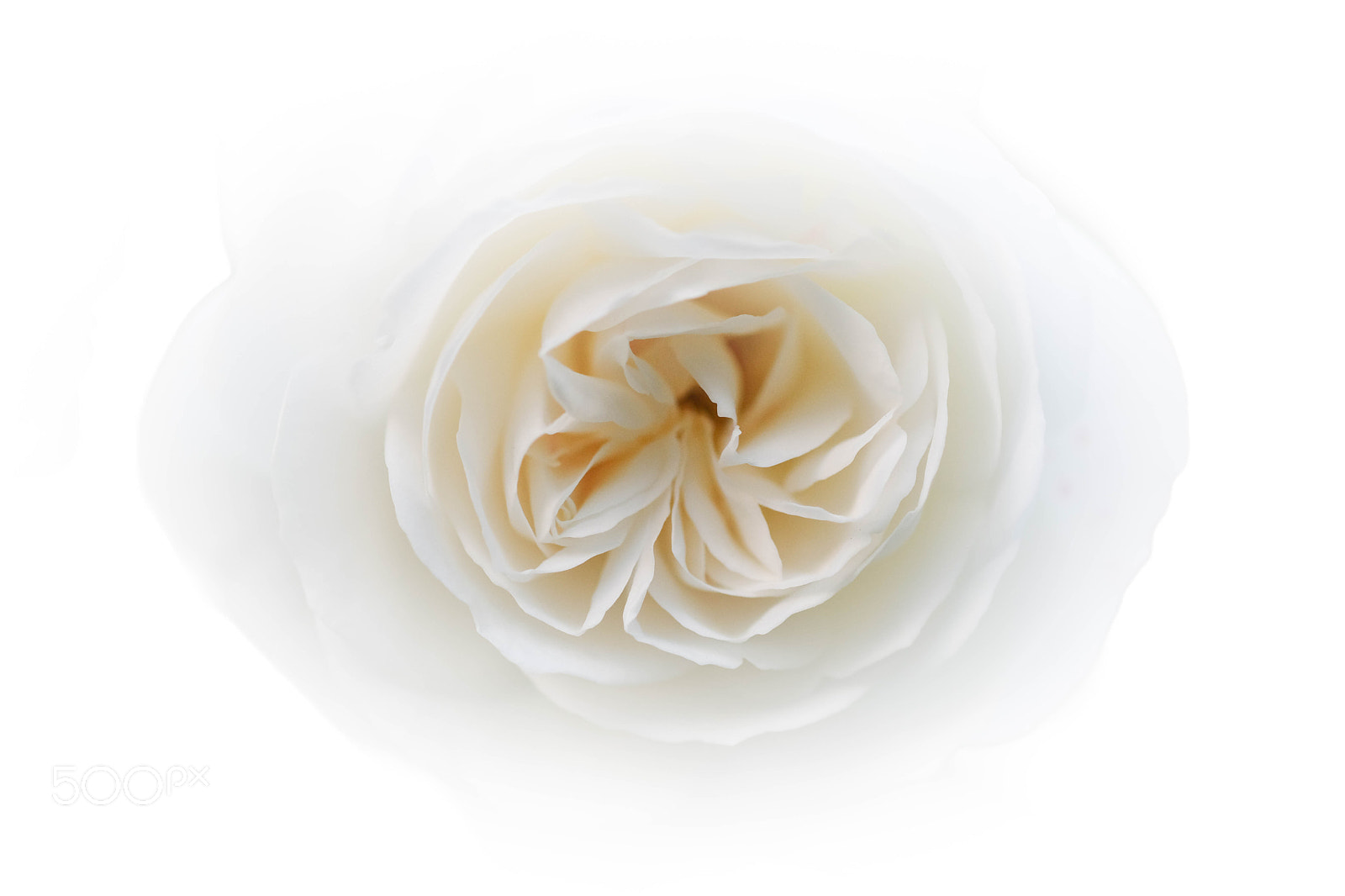 Fujifilm X-T2 sample photo. White rose photography