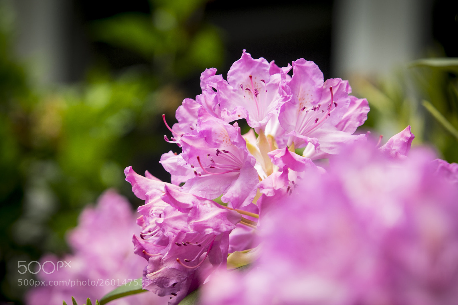 Sony a7 sample photo. Spring flowers photography