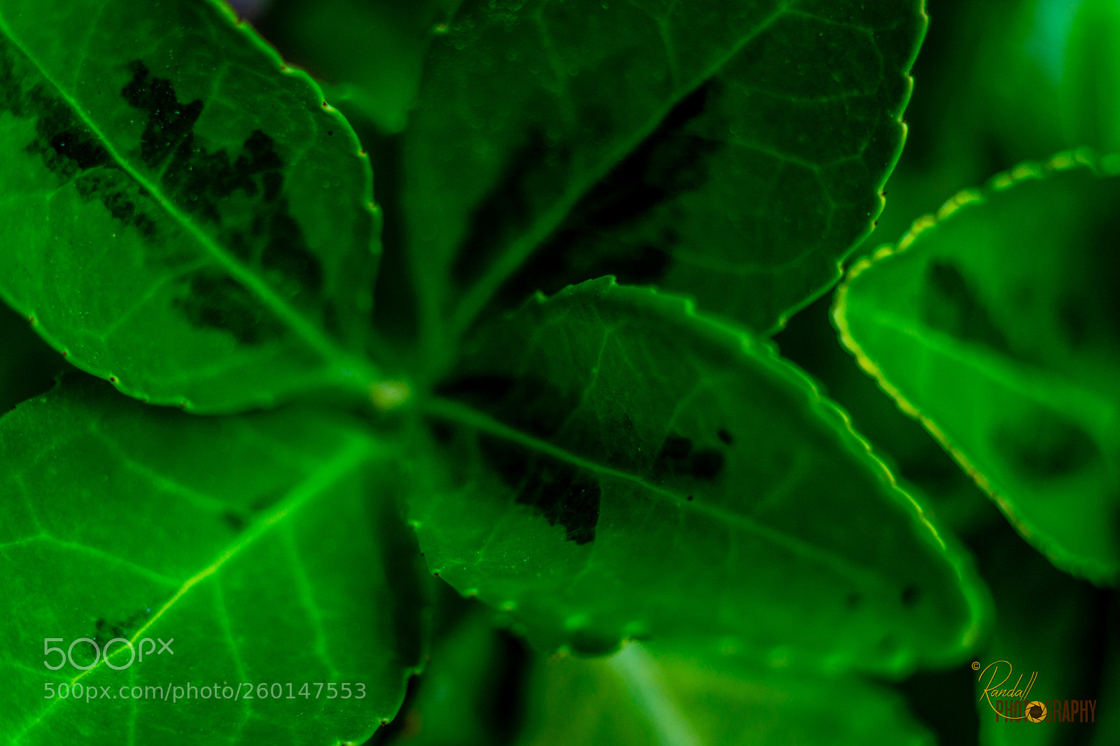 Sony a6000 sample photo. Green glow photography
