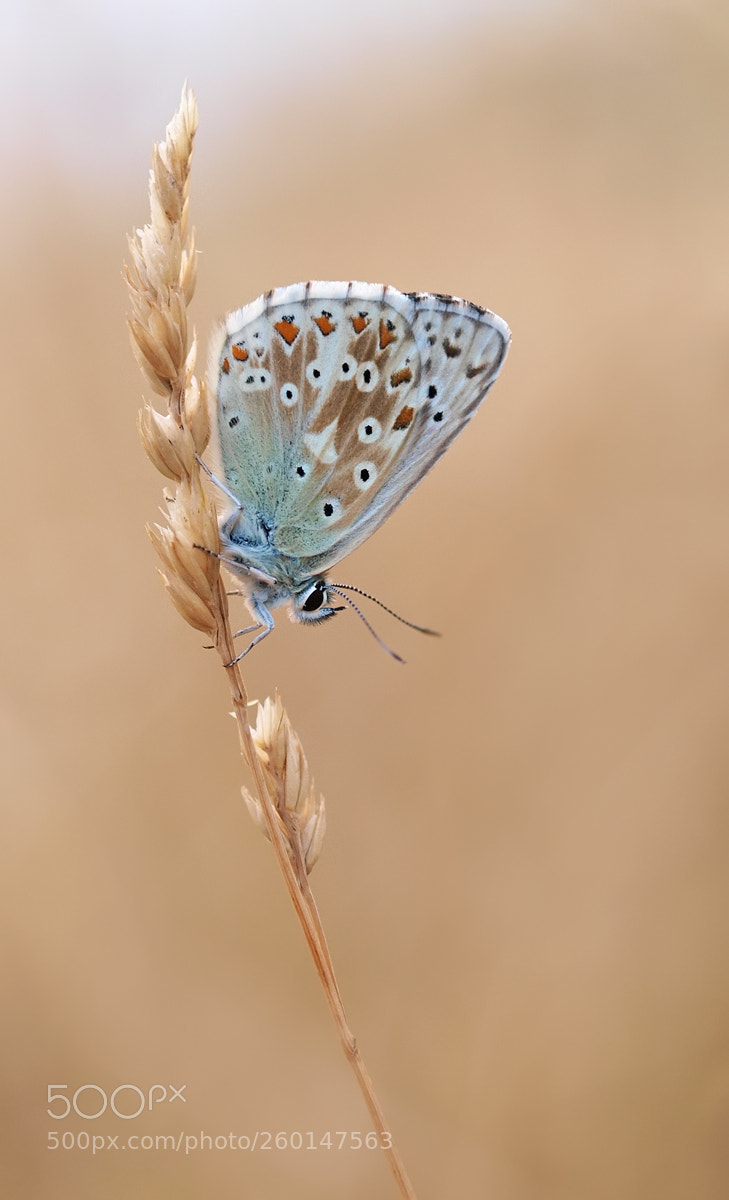 Olympus E-3 sample photo. Gossamer-winged butterfly photography