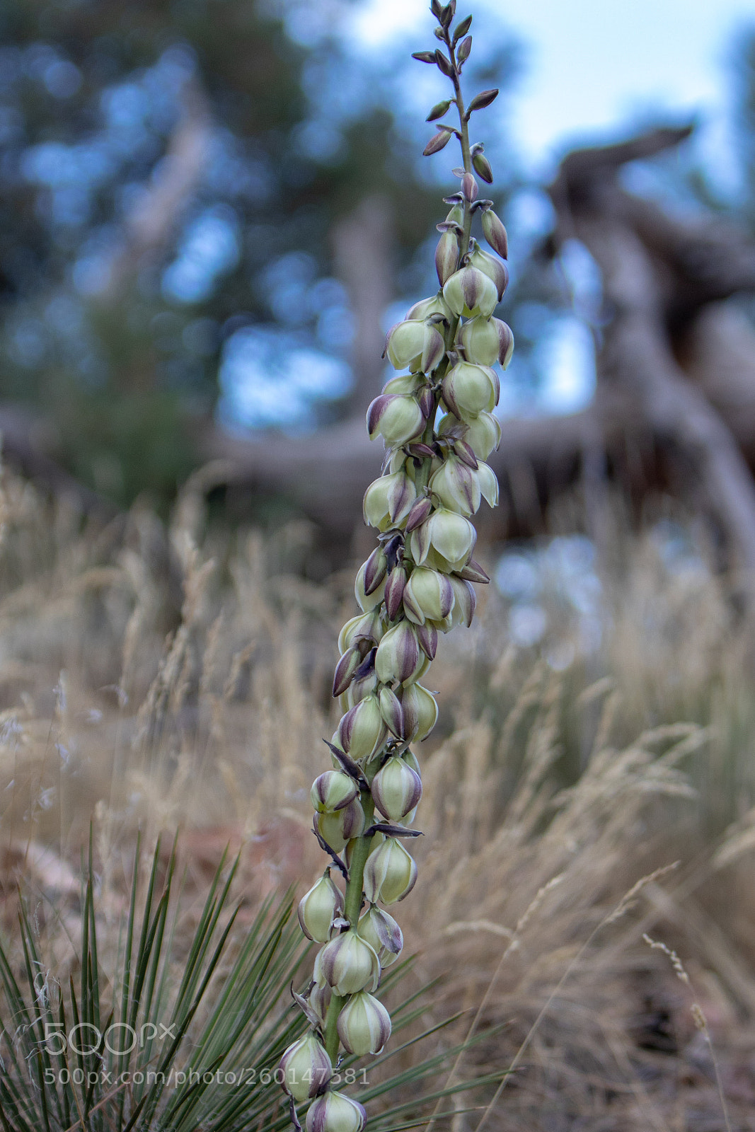 Canon EOS 7D Mark II sample photo. Yucca photography