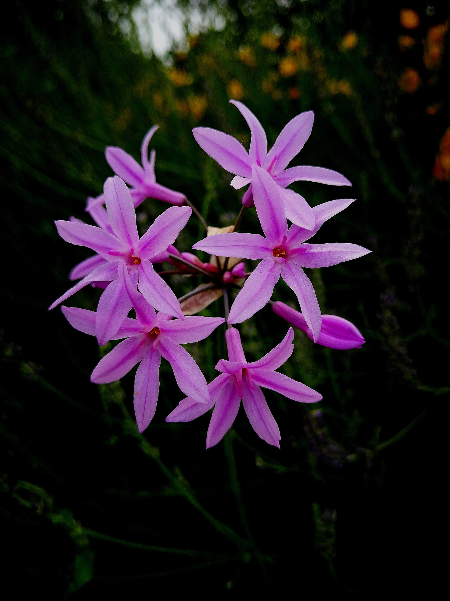 HUAWEI P10 Plus sample photo. Pink photography