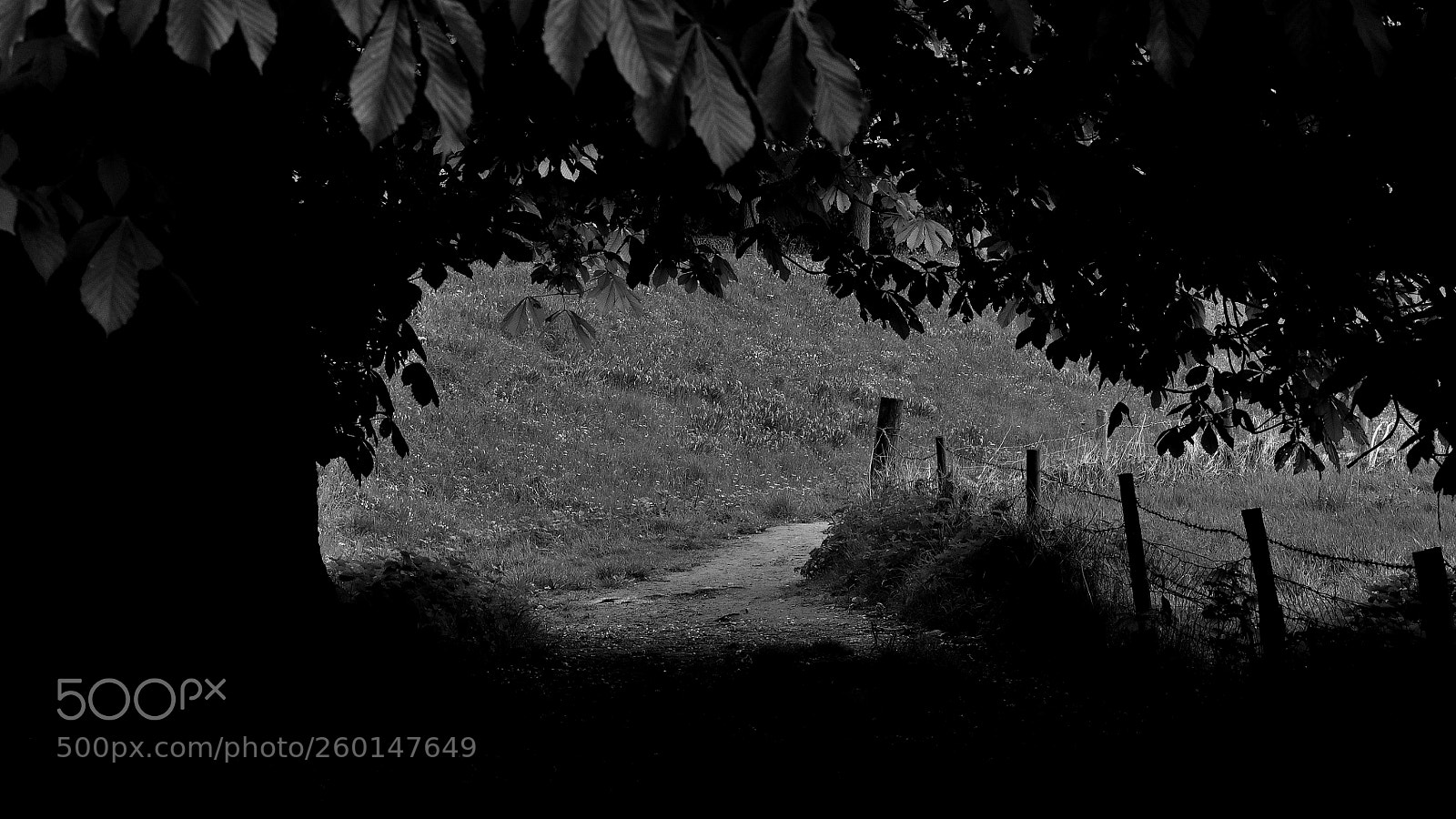 Nikon D90 sample photo. Follow the path photography