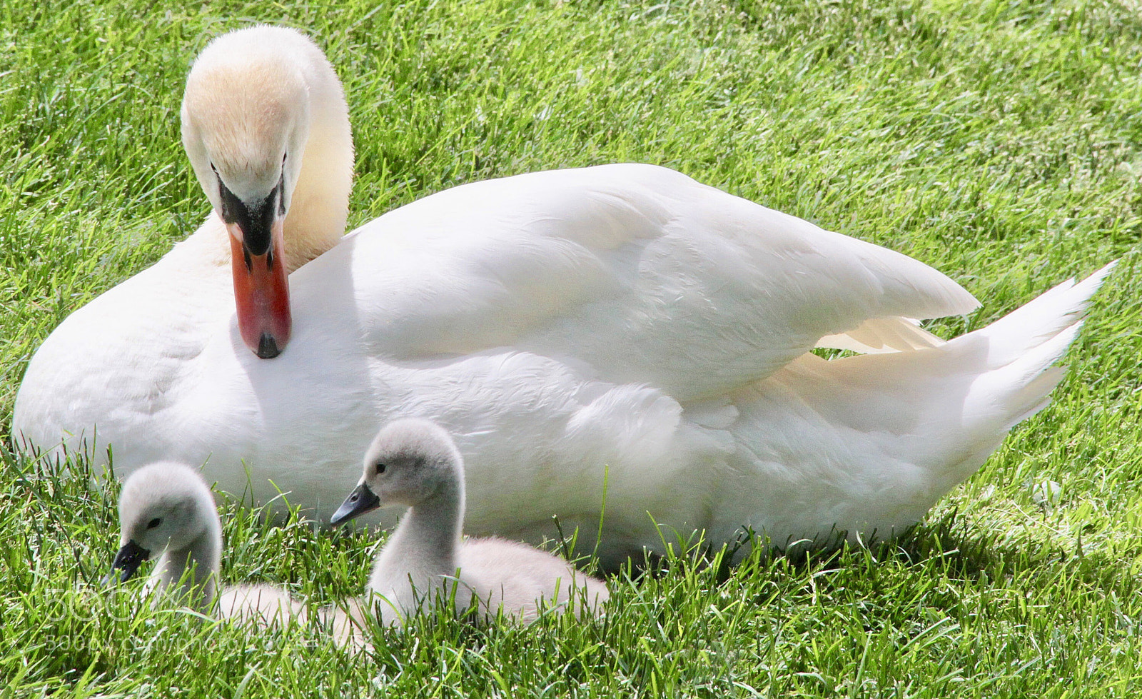 Canon EOS 7D sample photo. Mother  love photography