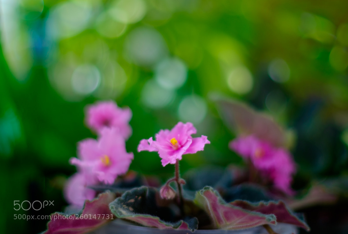 Fujifilm X-T10 sample photo. Violet. photography