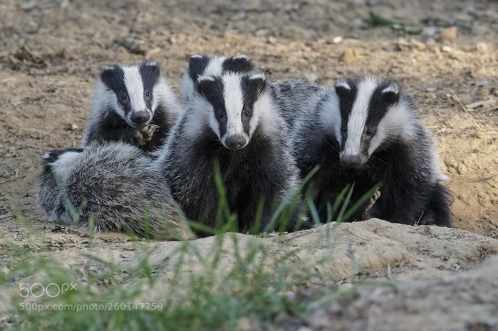 Canon EOS-1D X sample photo. Badgers photography