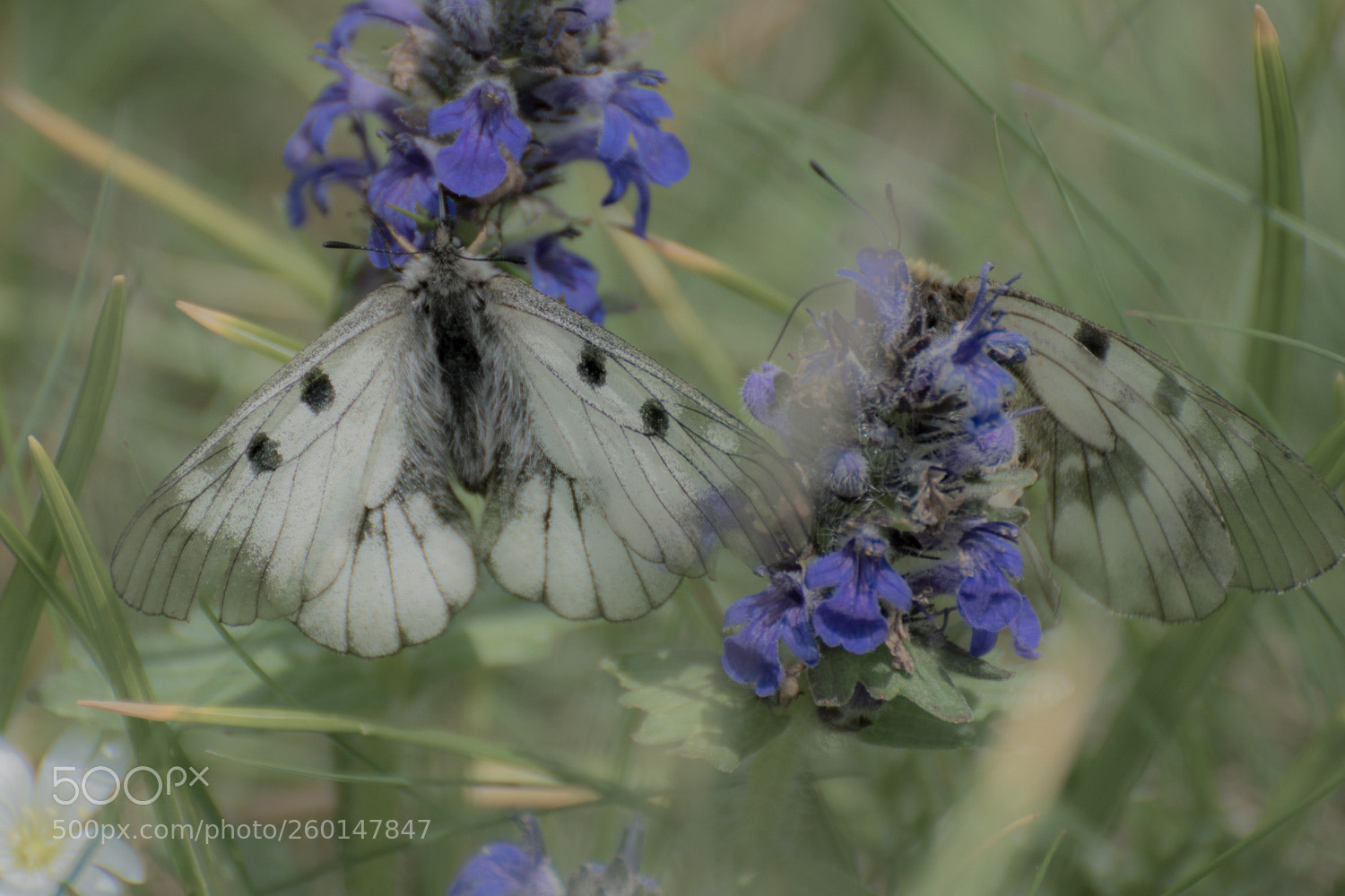 Nikon D5500 sample photo. Parnassius mnemosyne photography
