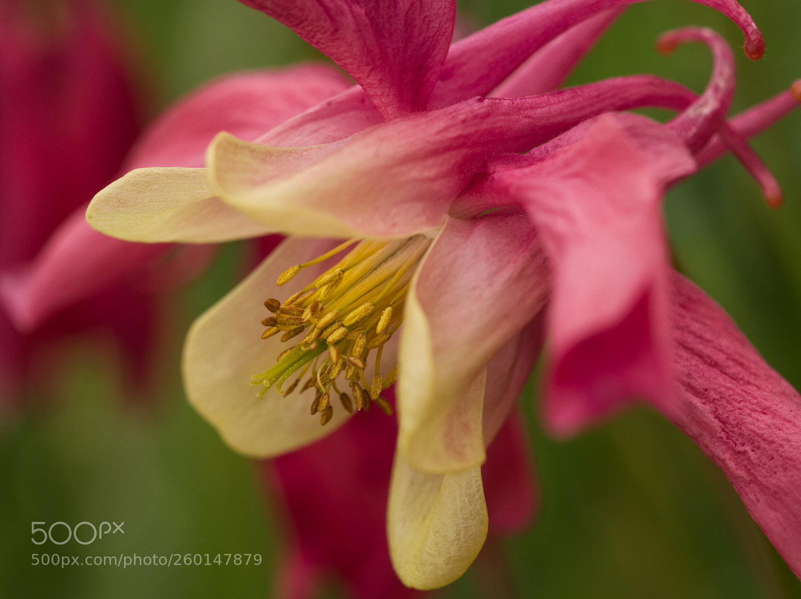 Olympus OM-D E-M5 II sample photo. Aquilegia flower photography