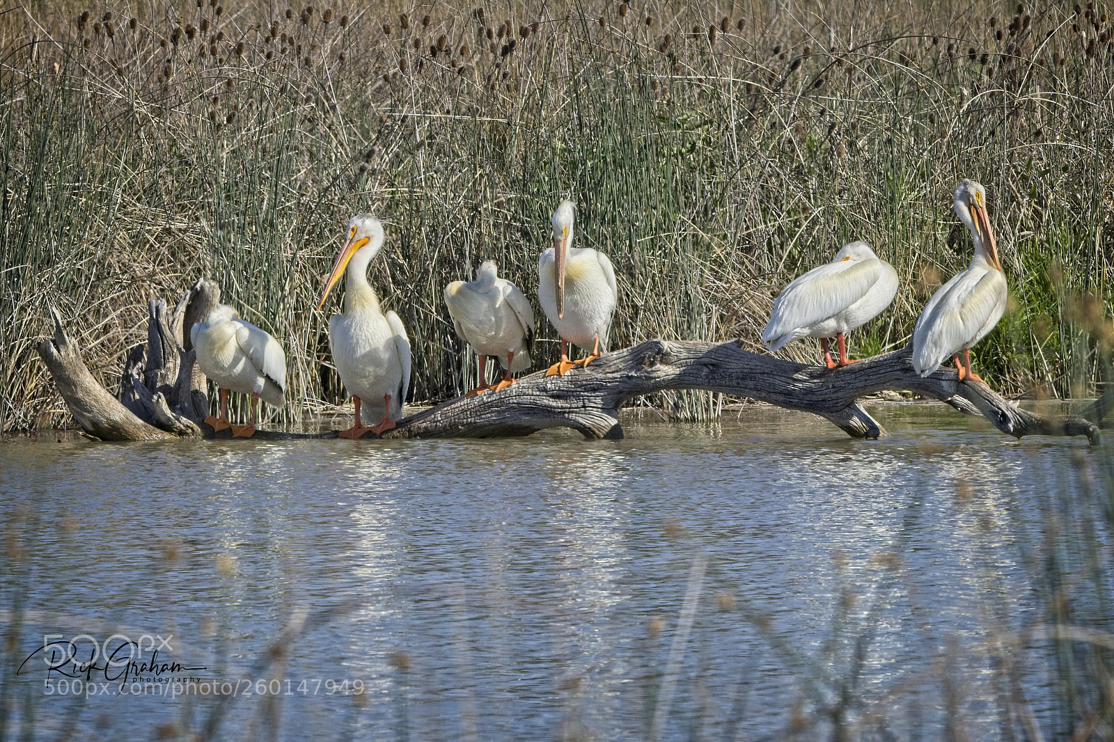 Canon EOS 80D sample photo. Squadron of pelicans photography