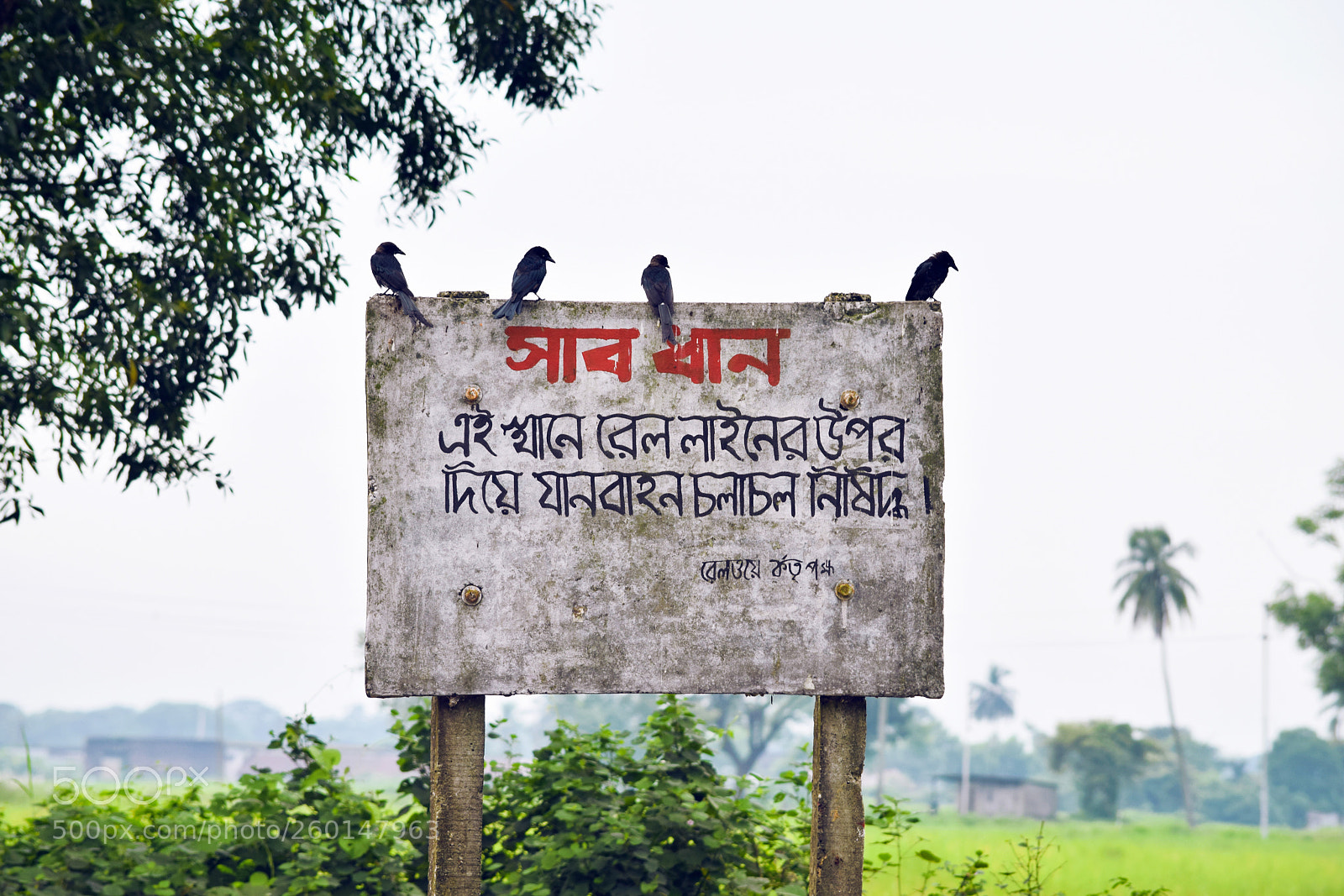 Nikon D5300 sample photo. Deathwatch of bangladesh railway photography