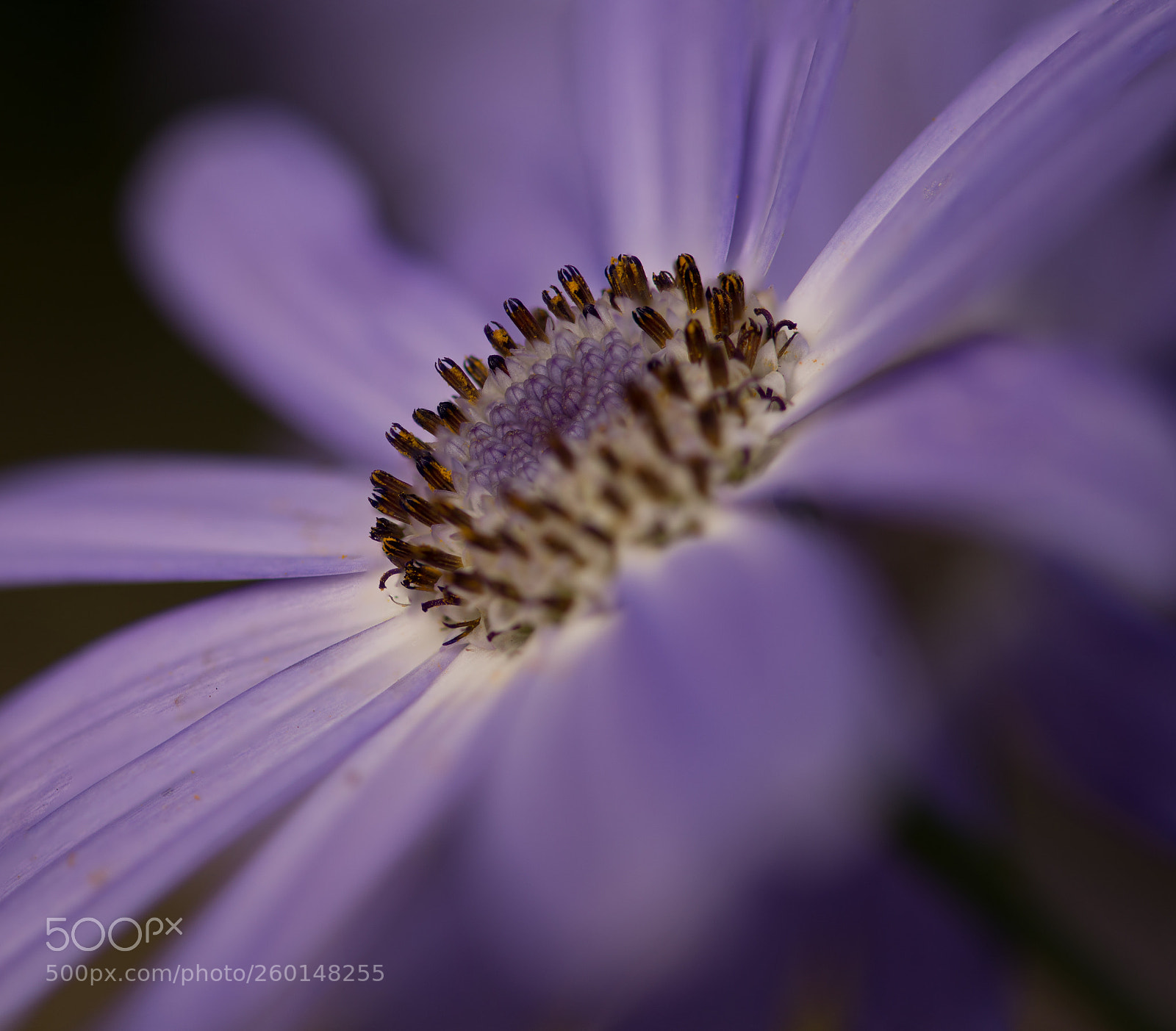 Nikon D610 sample photo. Osteospermum photography