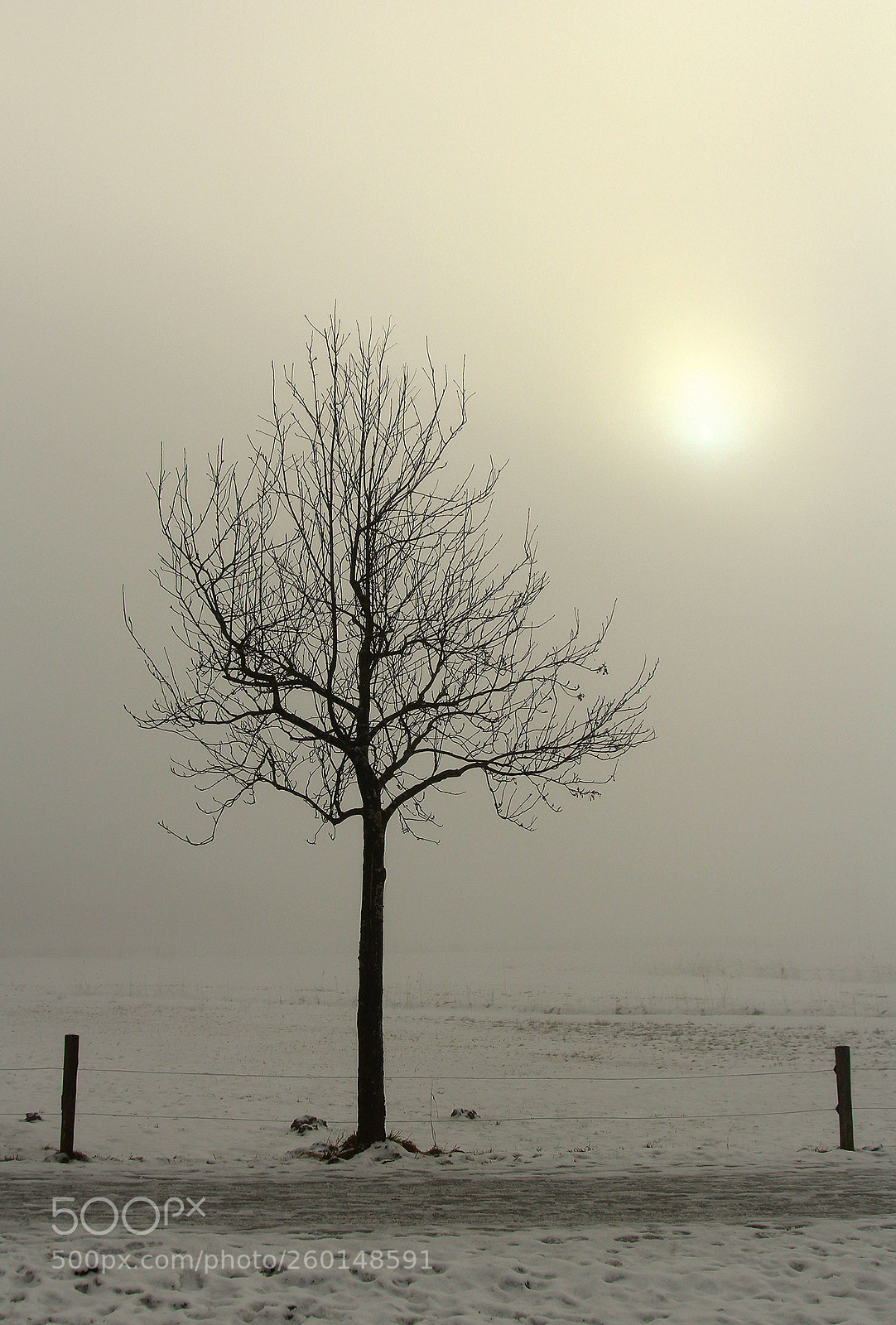 Canon EOS 60D sample photo. Lonely tree photography