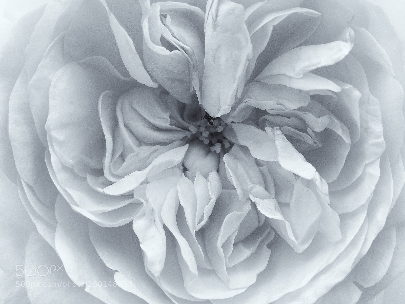 Nikon Coolpix P530 sample photo. Rose photography