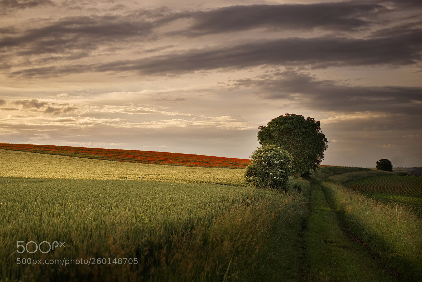 Sony a7R sample photo. Dsc photography