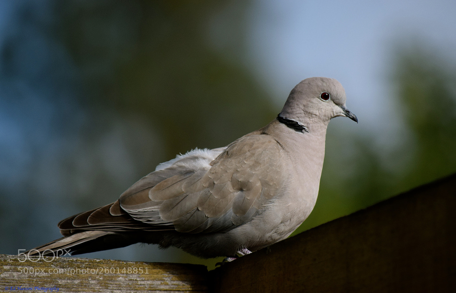 Nikon D3300 sample photo. Standing still photography